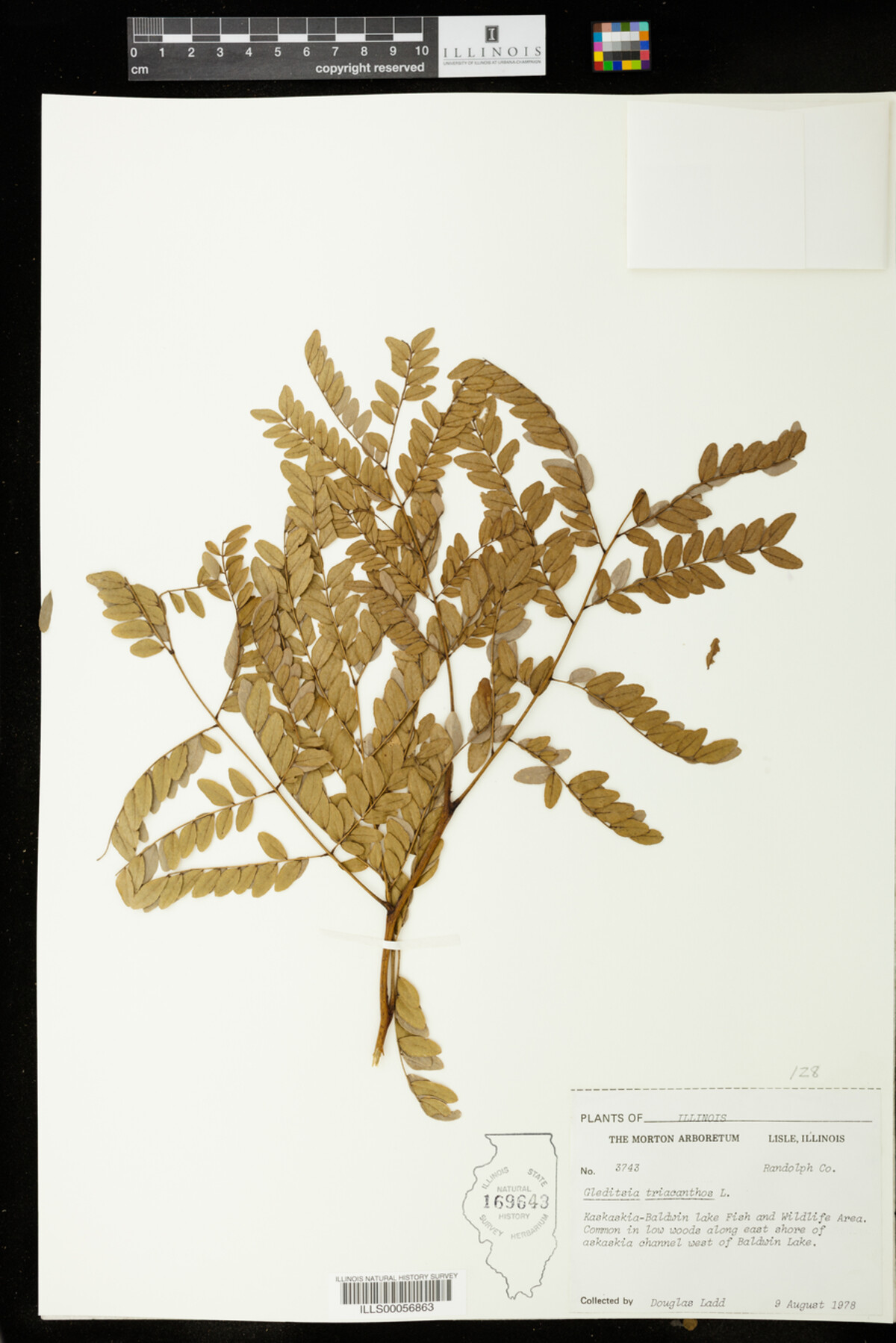 Gleditsia image