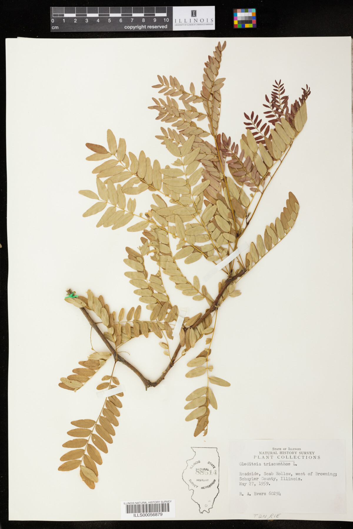 Gleditsia triacanthos image
