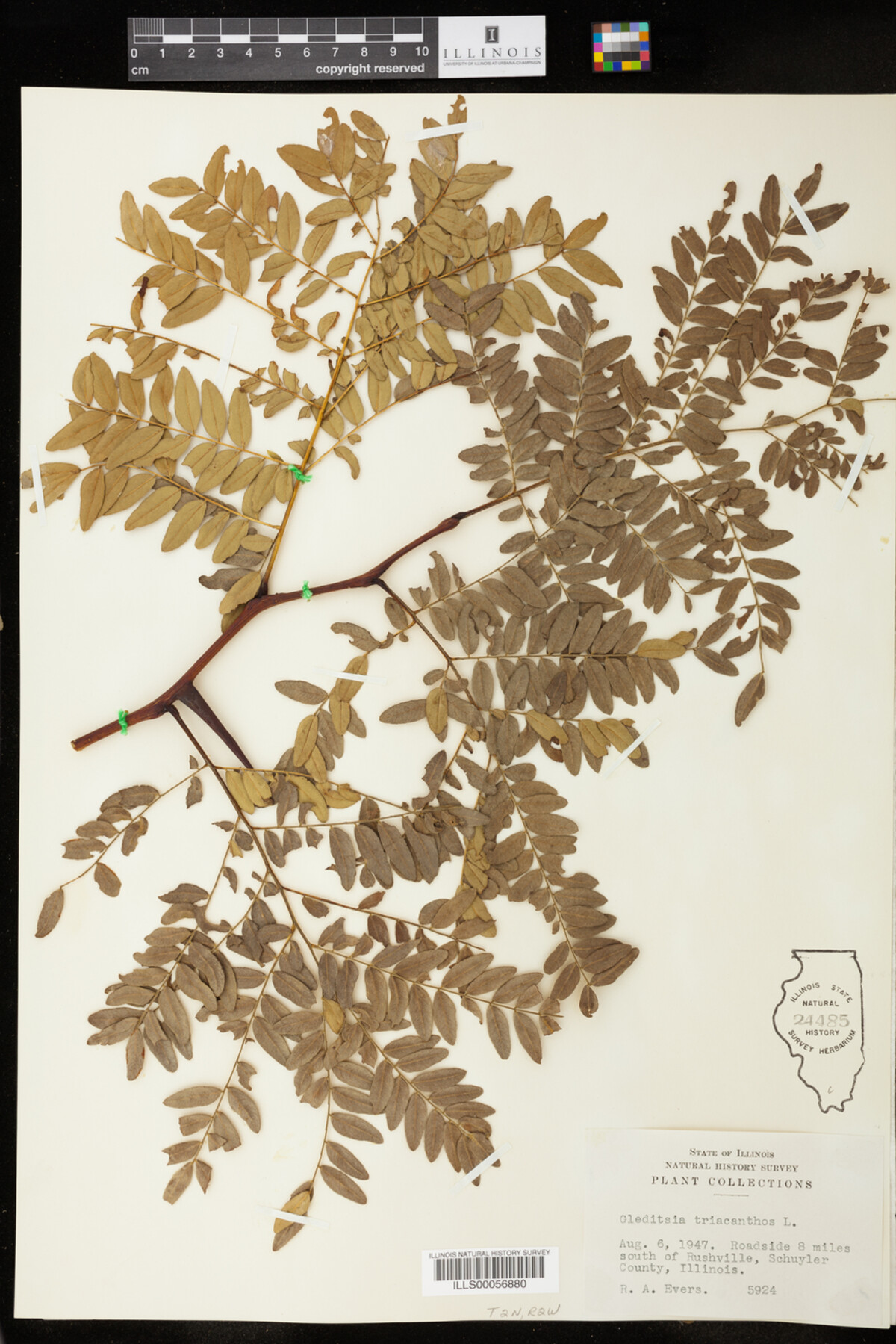 Gleditsia image