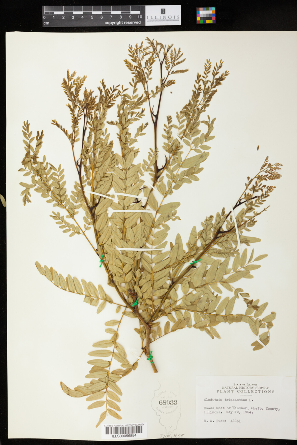 Gleditsia triacanthos image