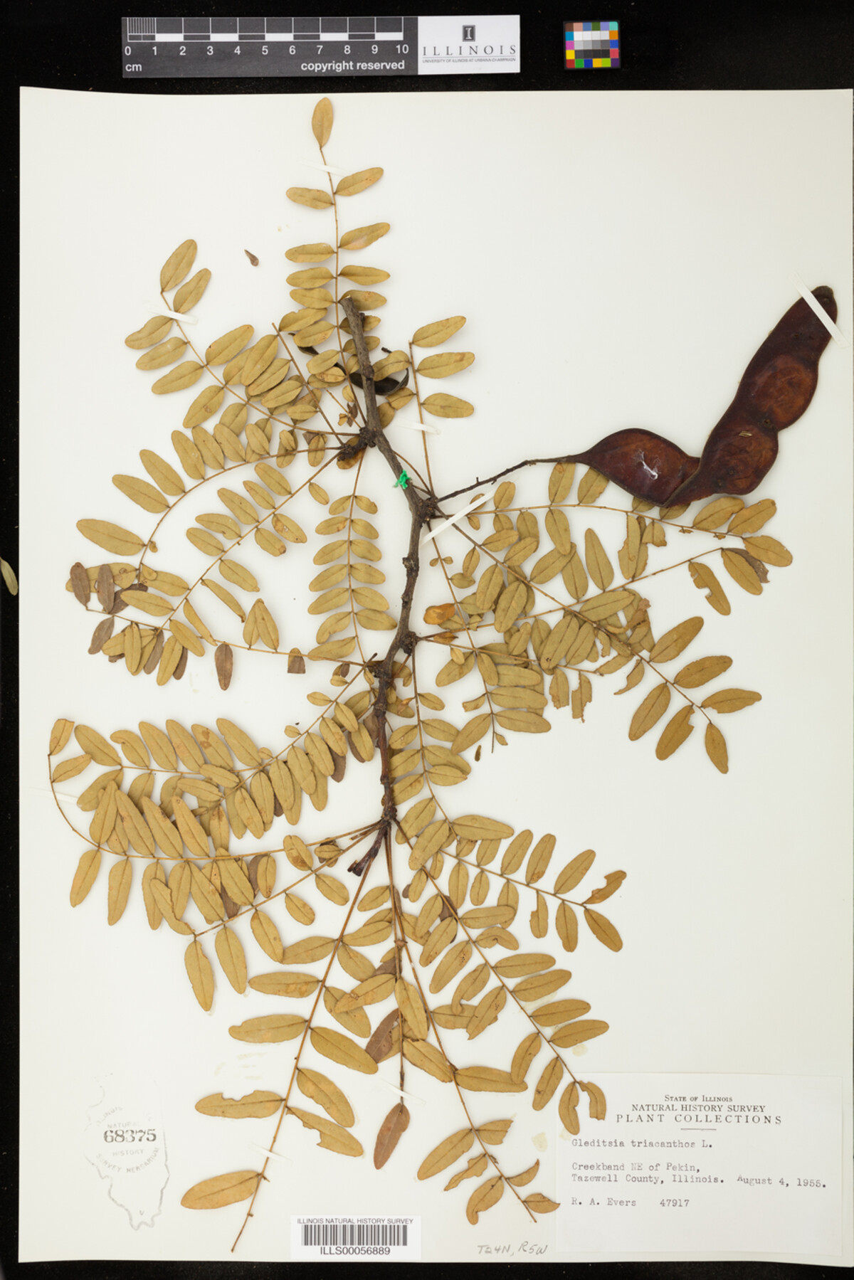 Gleditsia triacanthos image