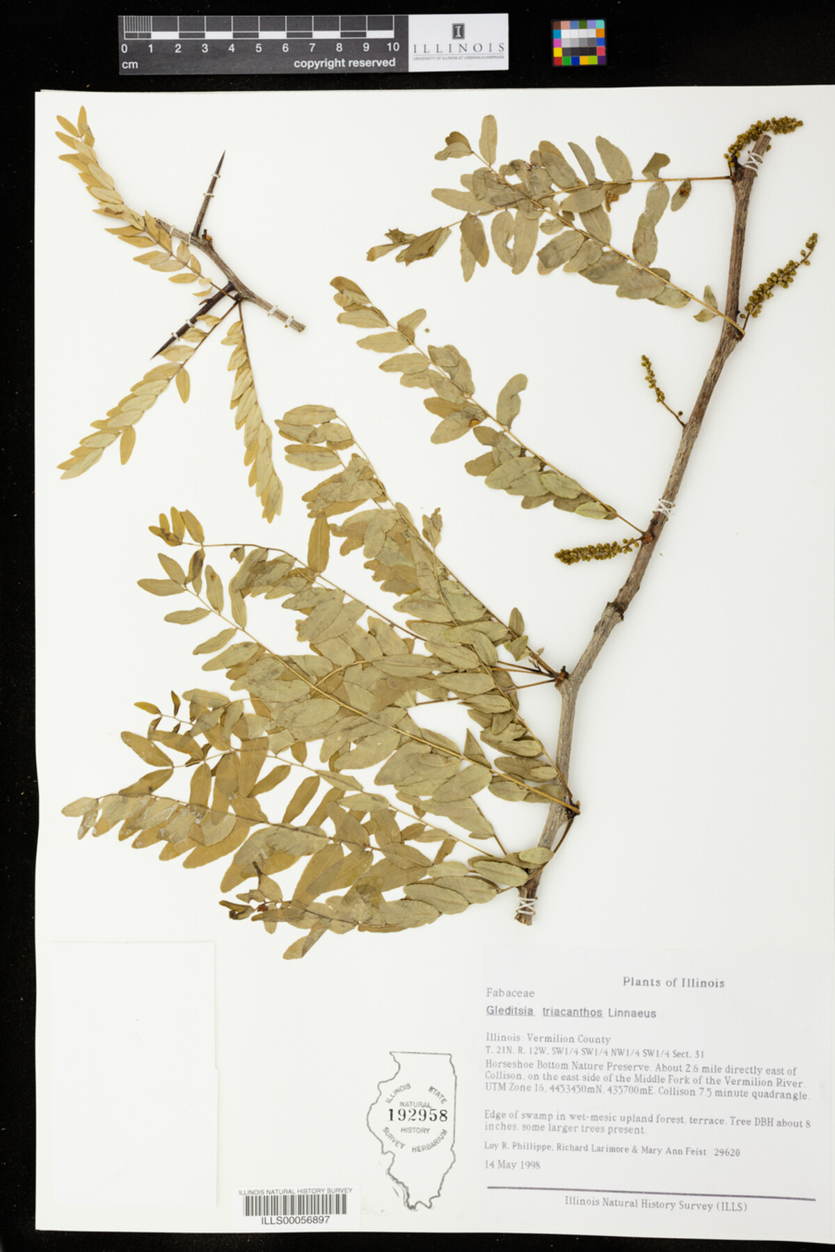 Gleditsia triacanthos image