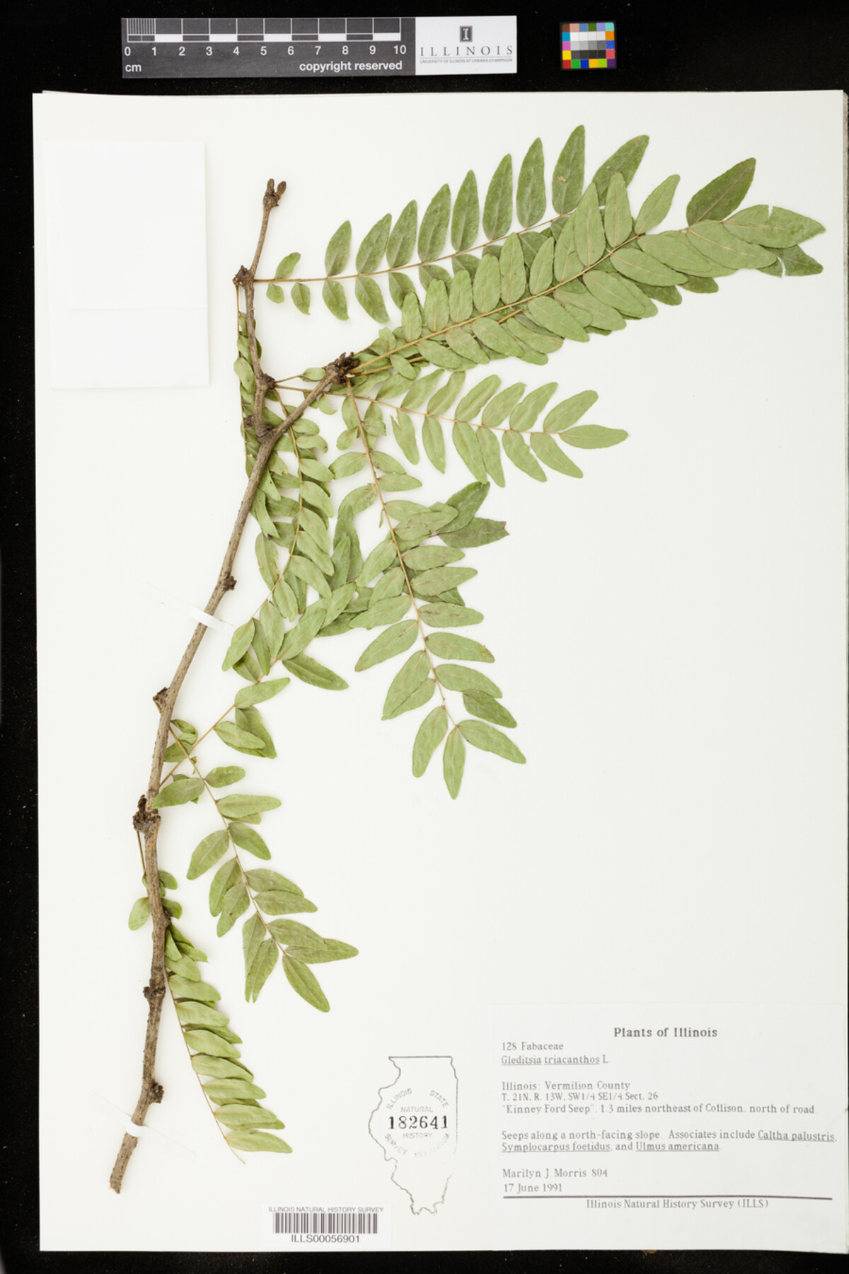 Gleditsia image