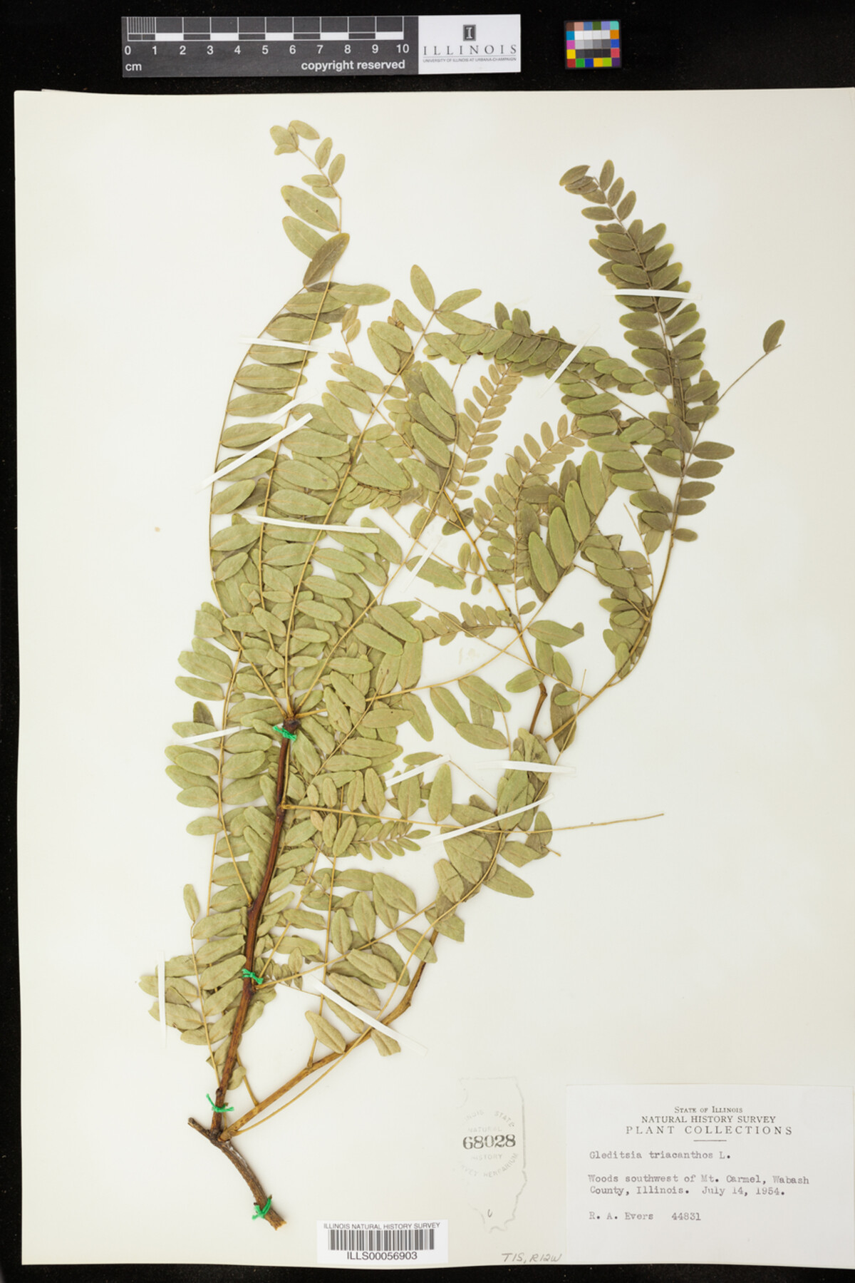 Gleditsia triacanthos image