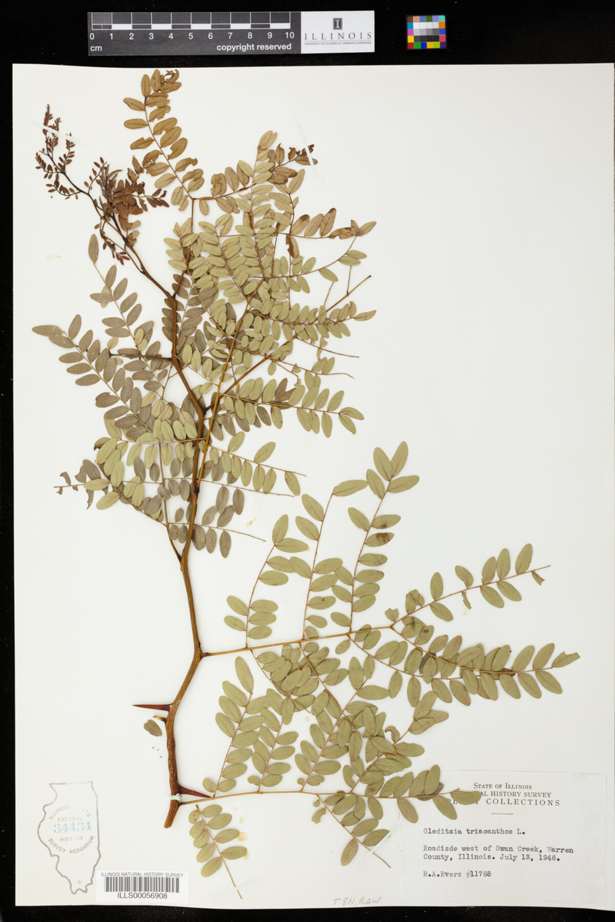 Gleditsia triacanthos image