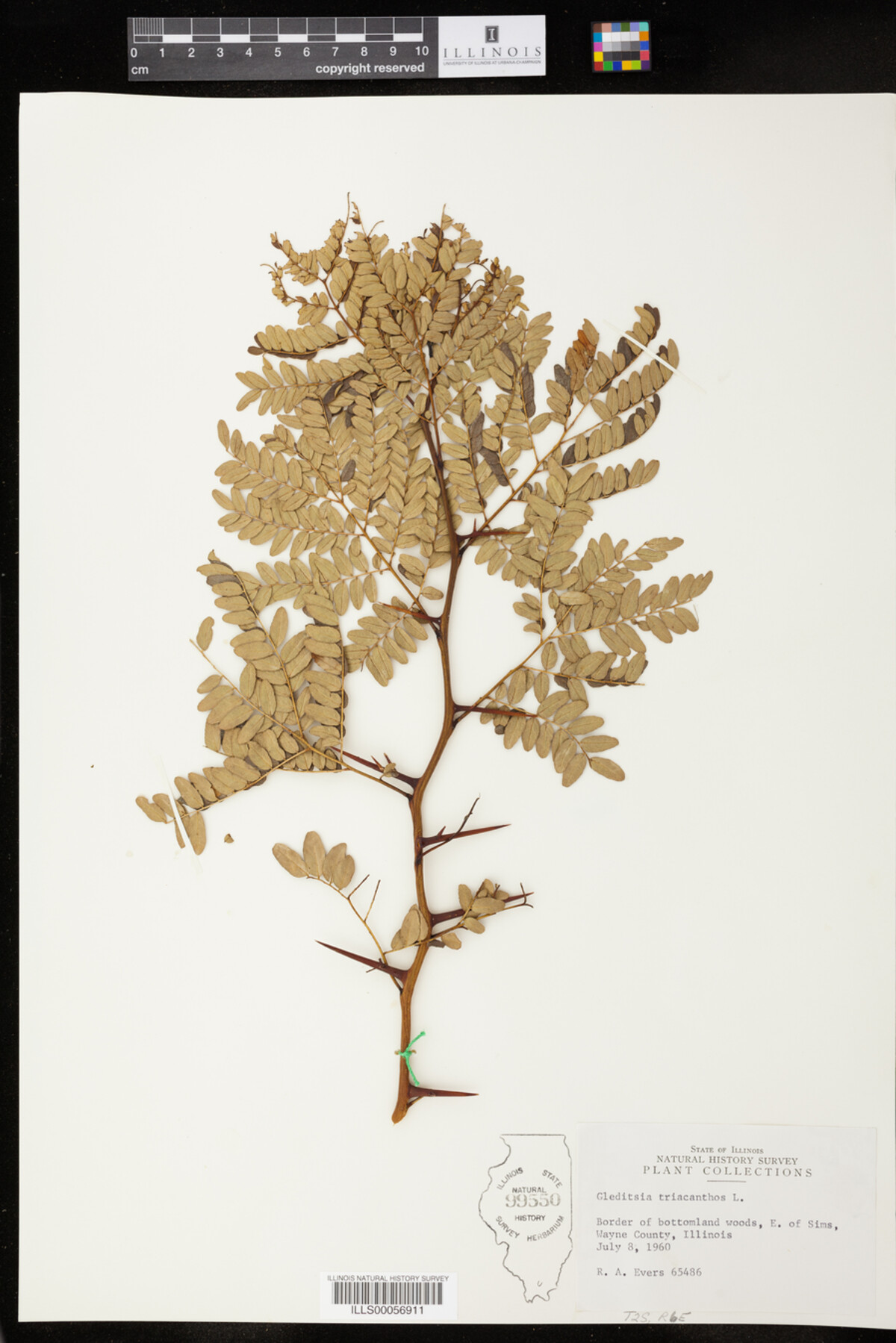 Gleditsia image