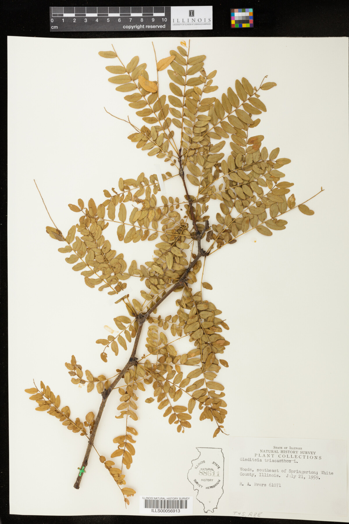Gleditsia triacanthos image