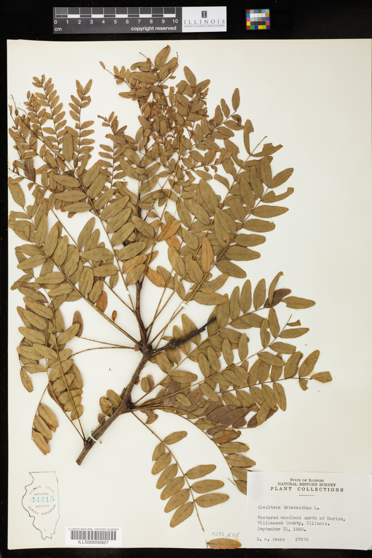 Gleditsia triacanthos image