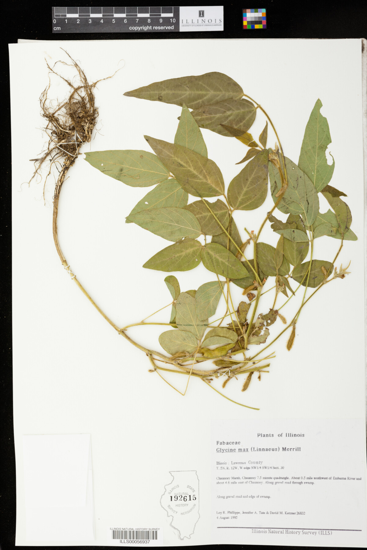 Glycine max image