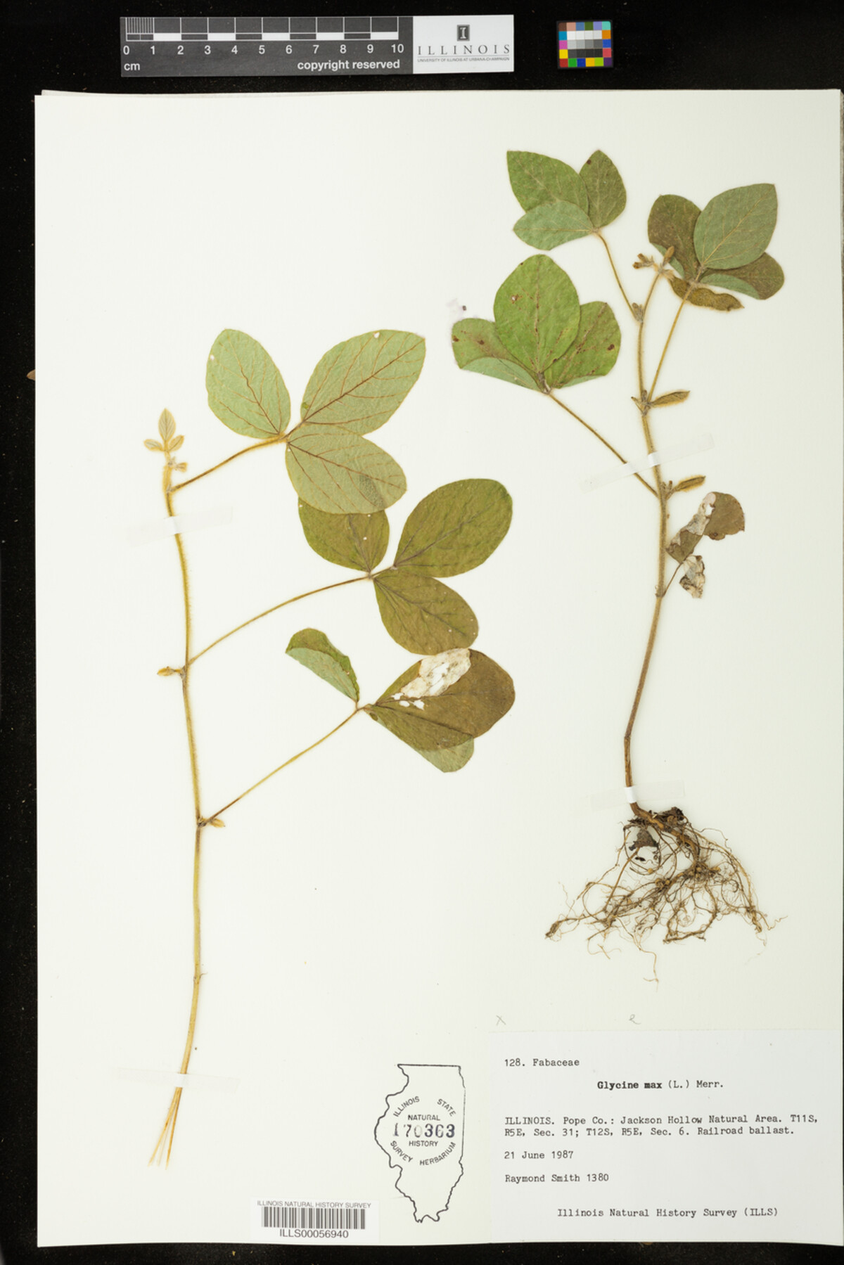 Glycine max image