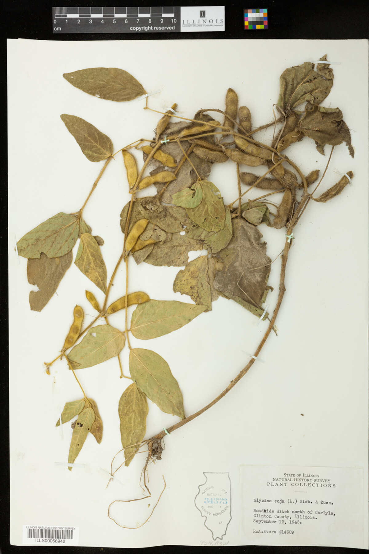Glycine max image