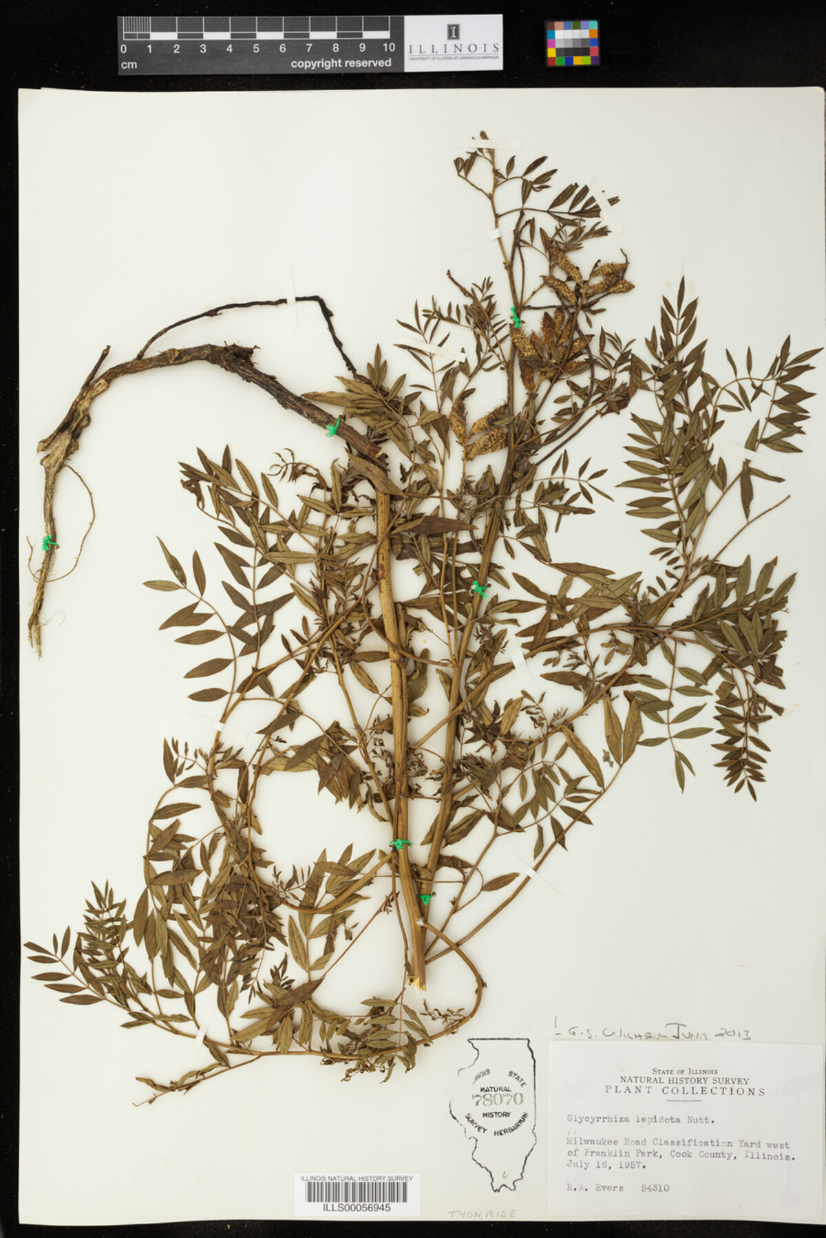 Glycyrrhiza lepidota image