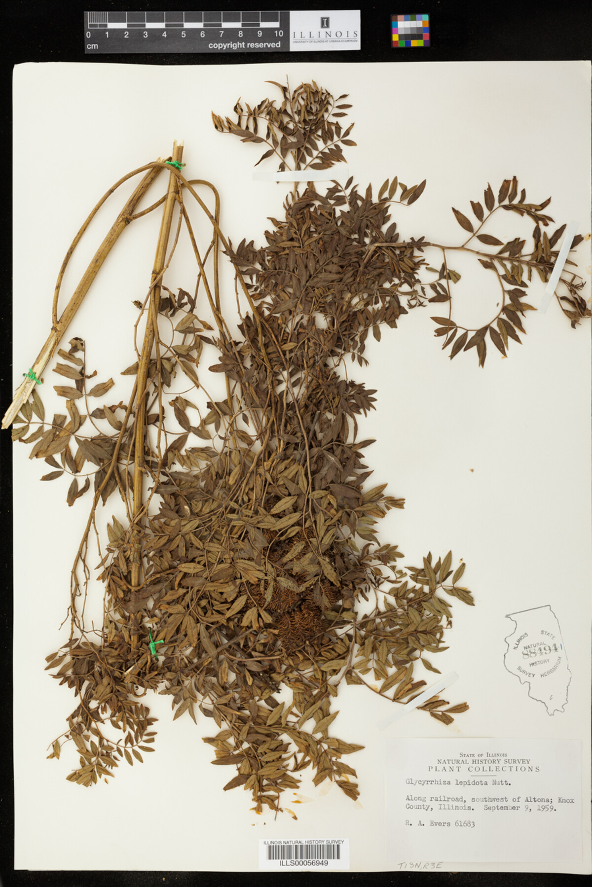 Glycyrrhiza lepidota image