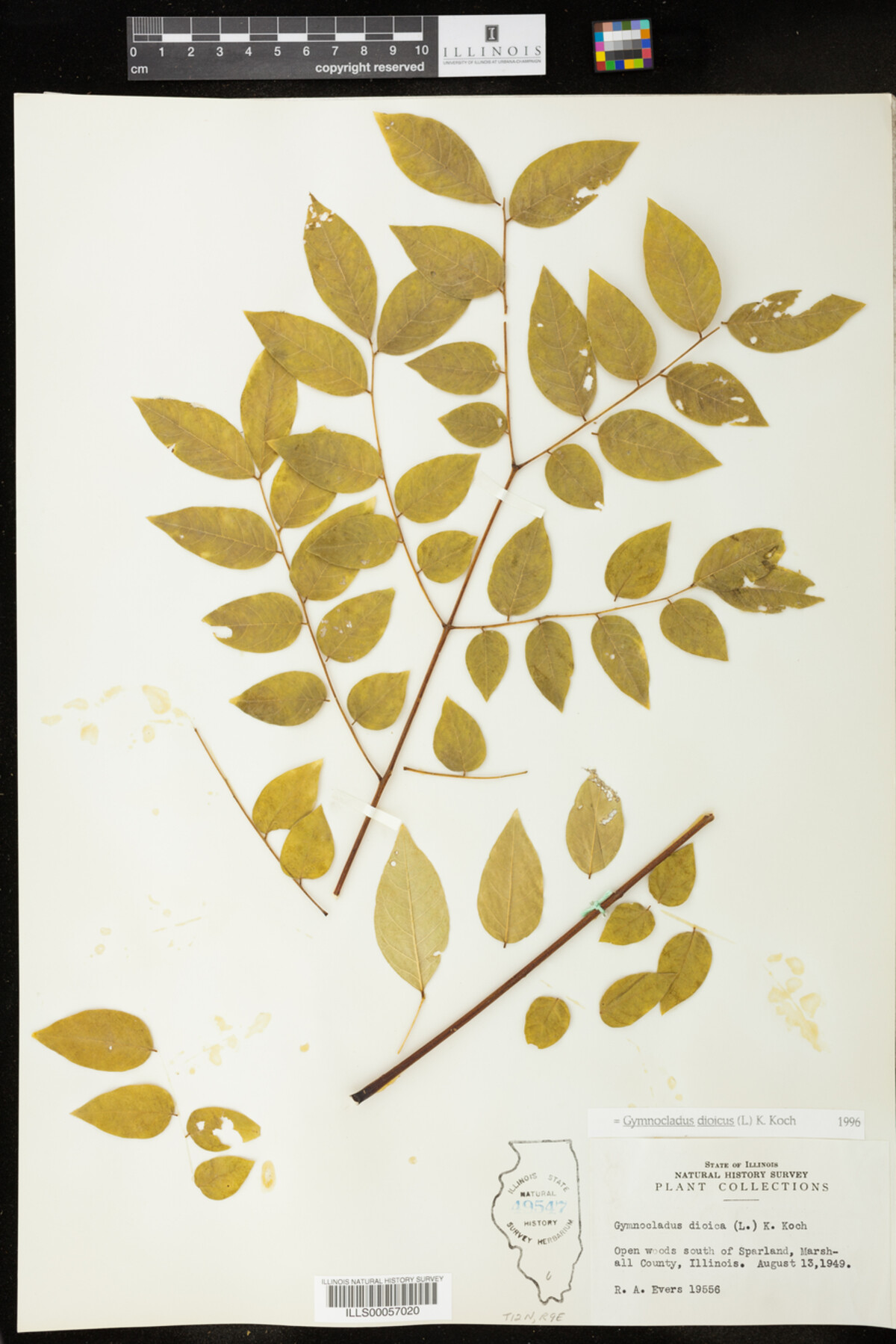 Gymnocladus dioicus image