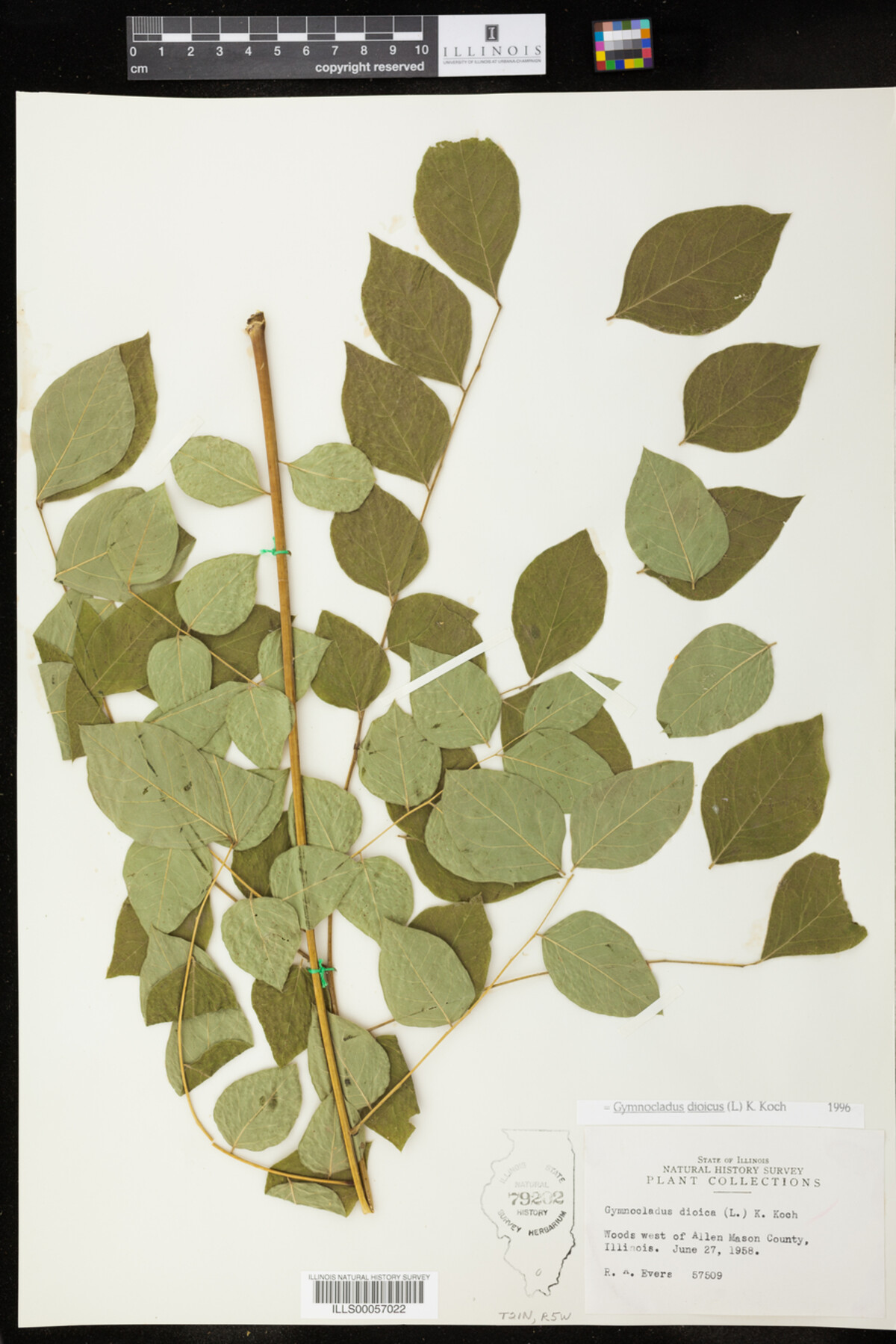 Gymnocladus dioicus image