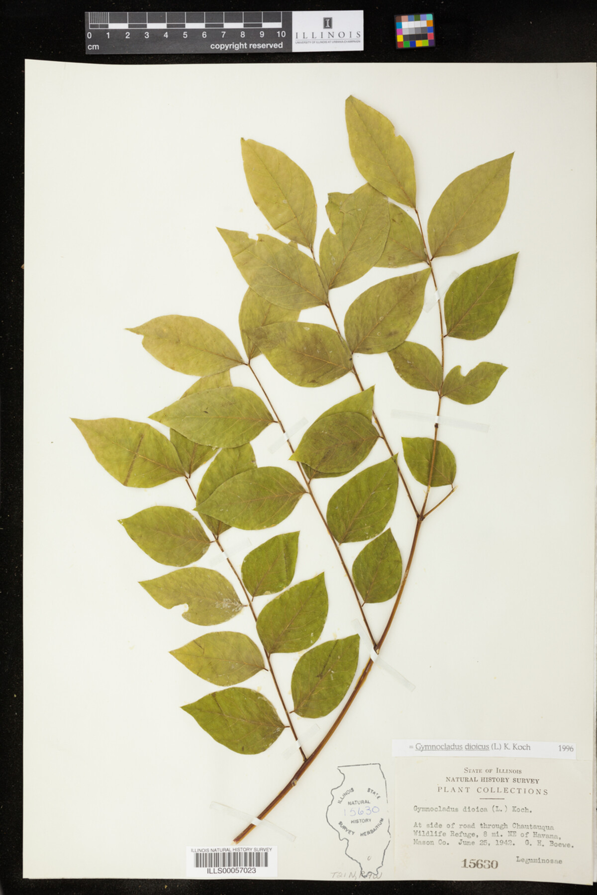 Gymnocladus dioicus image