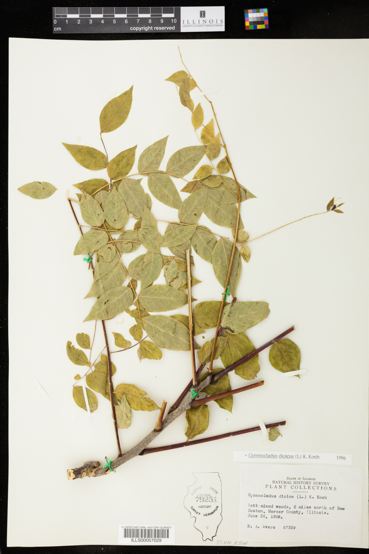 Gymnocladus dioicus image
