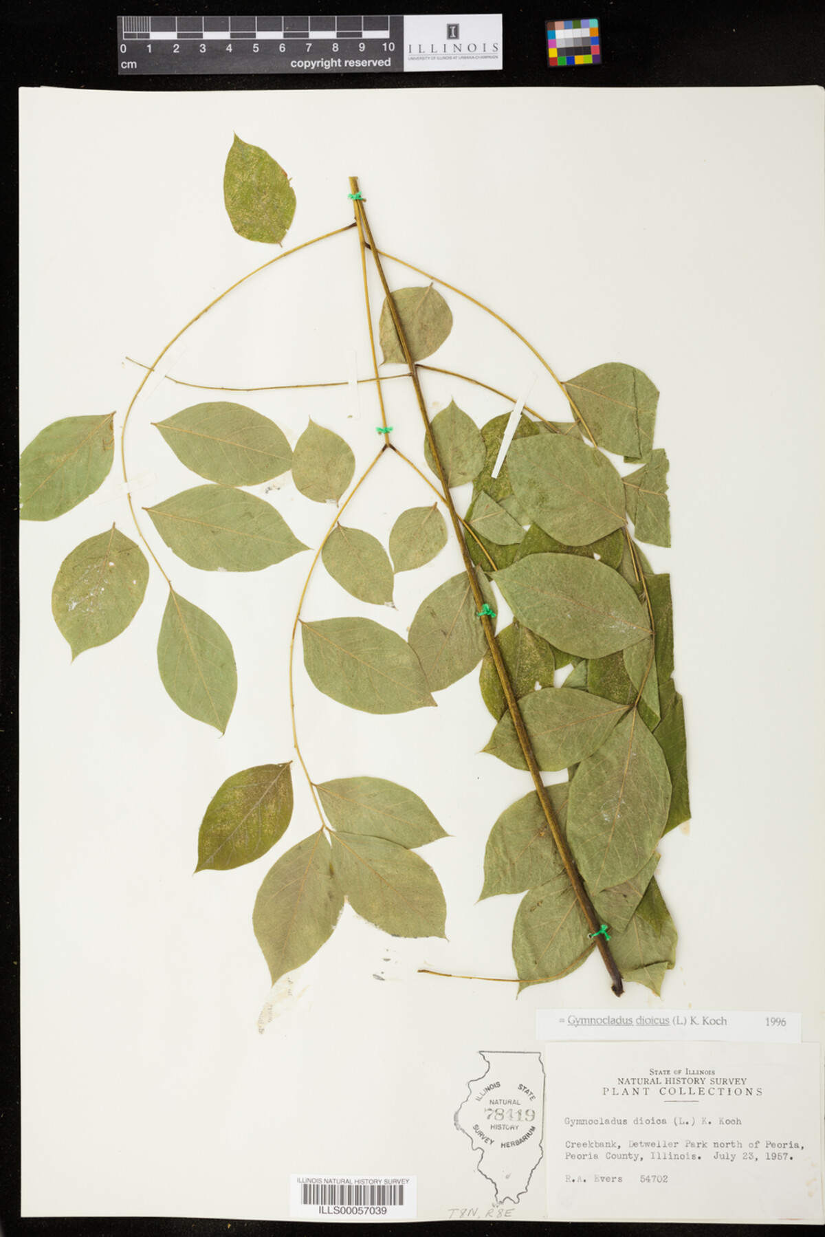 Gymnocladus dioicus image