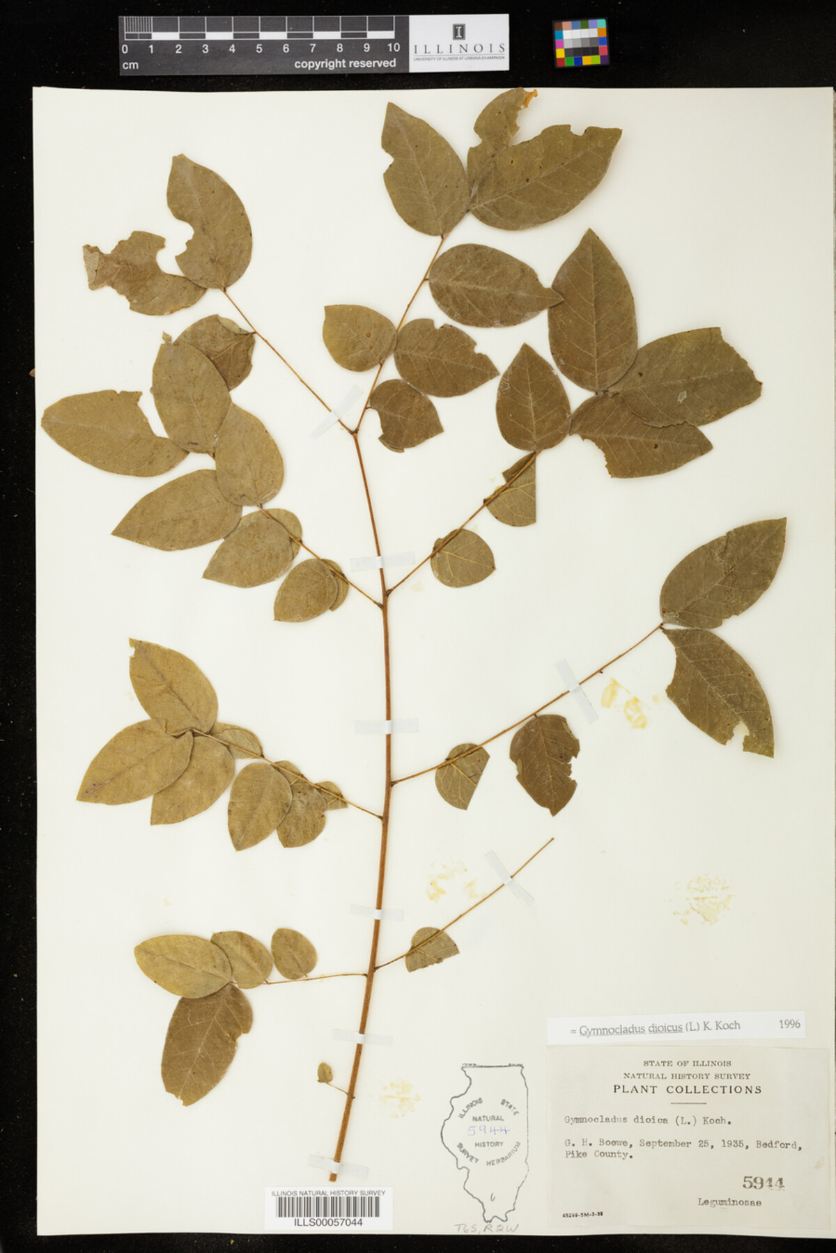 Gymnocladus dioicus image