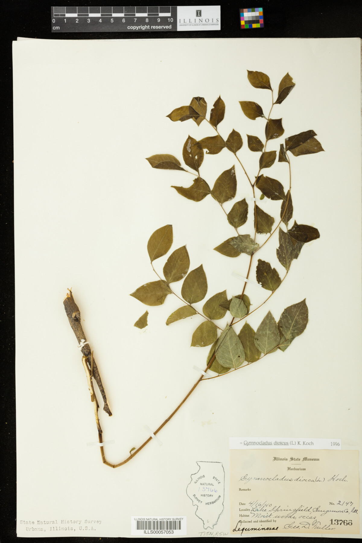 Gymnocladus dioicus image