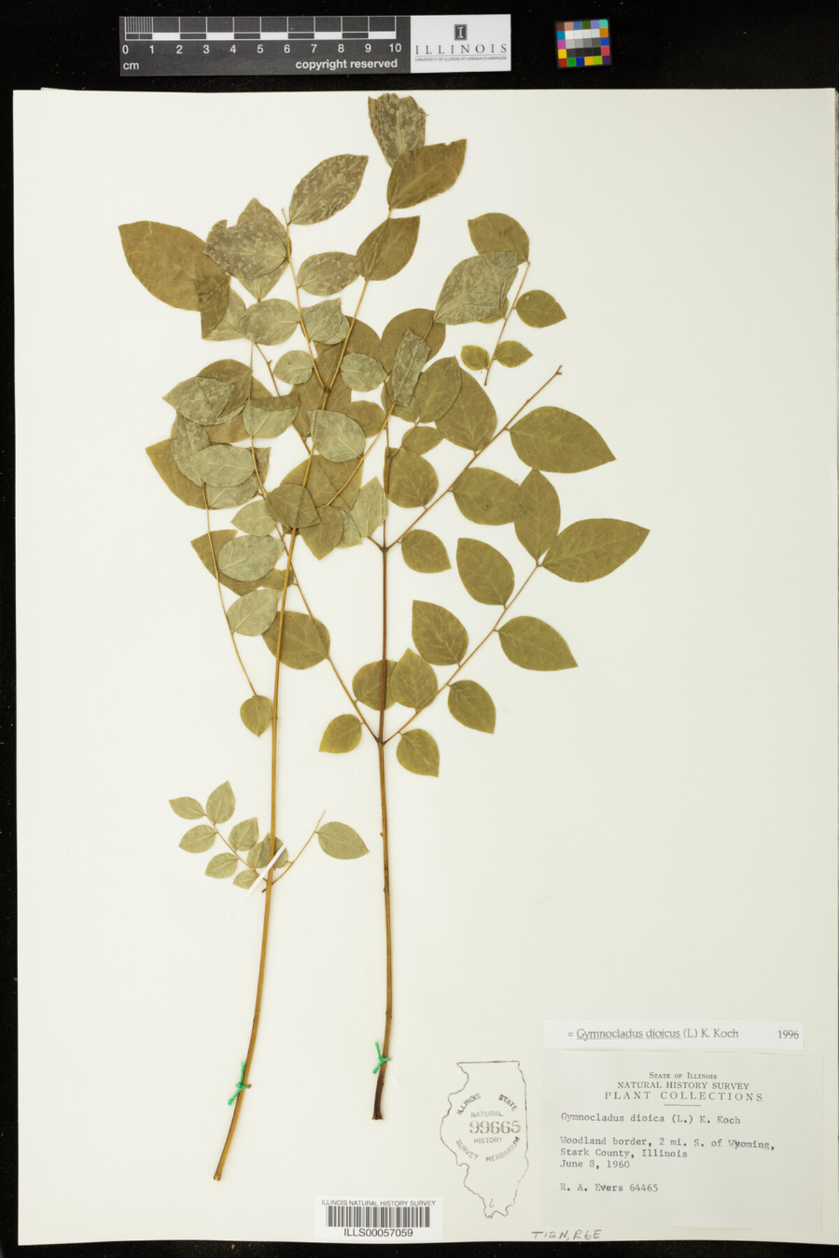 Gymnocladus dioicus image