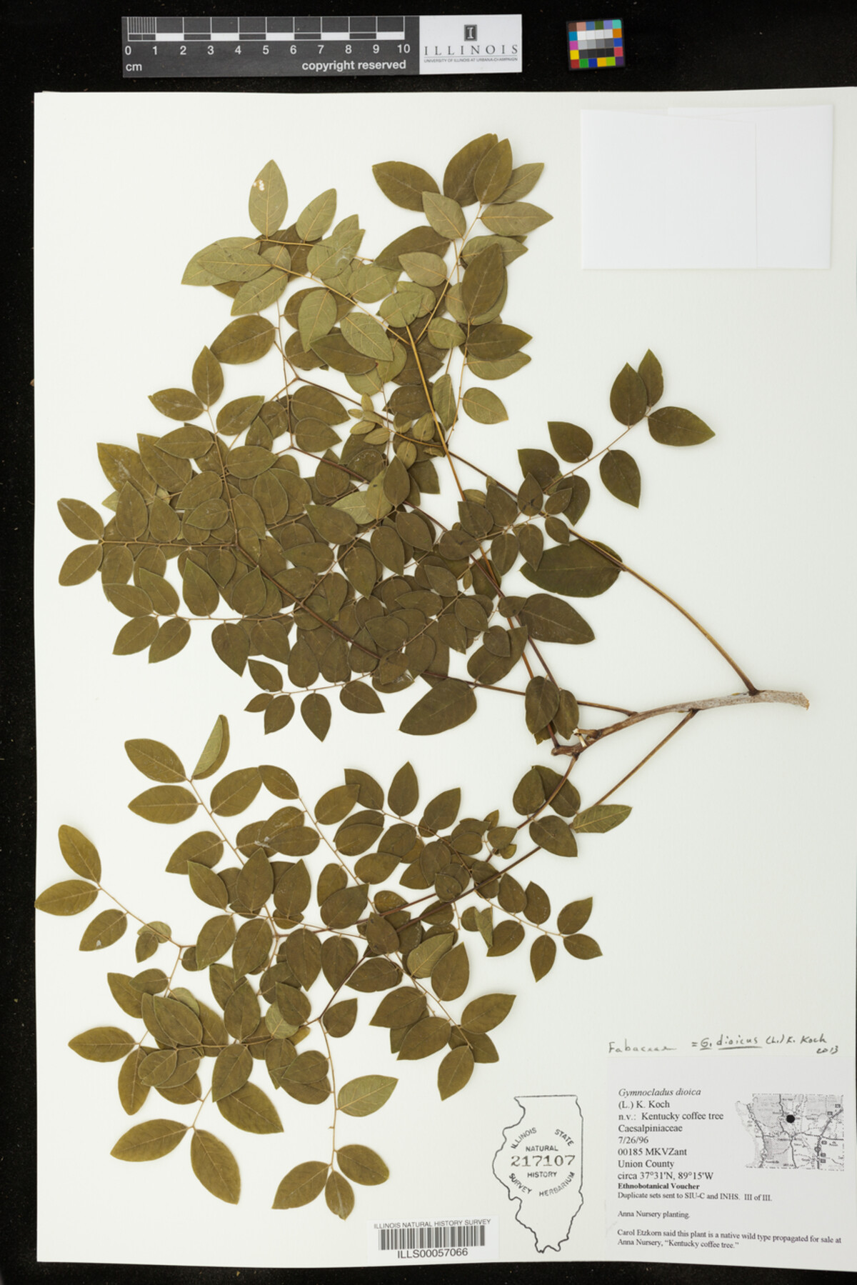 Gymnocladus dioicus image