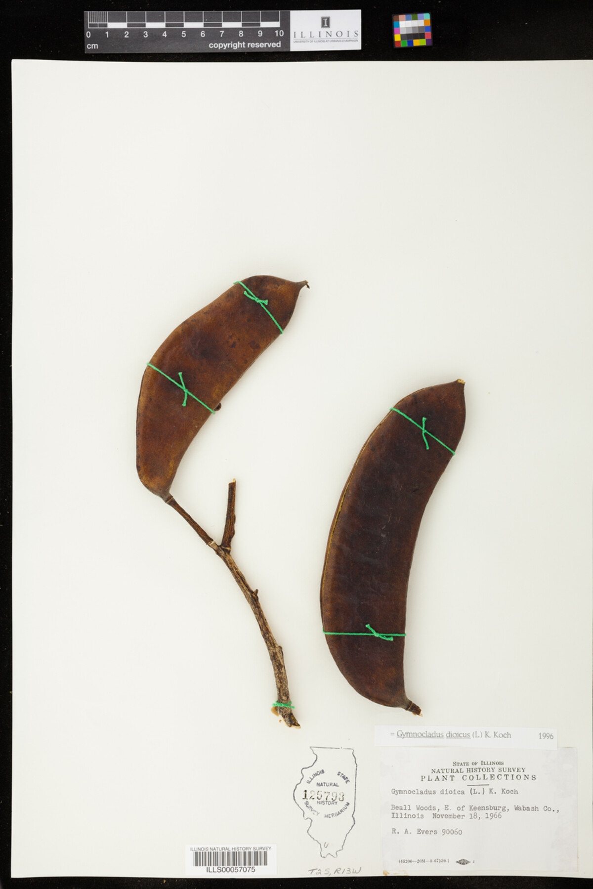 Gymnocladus dioicus image