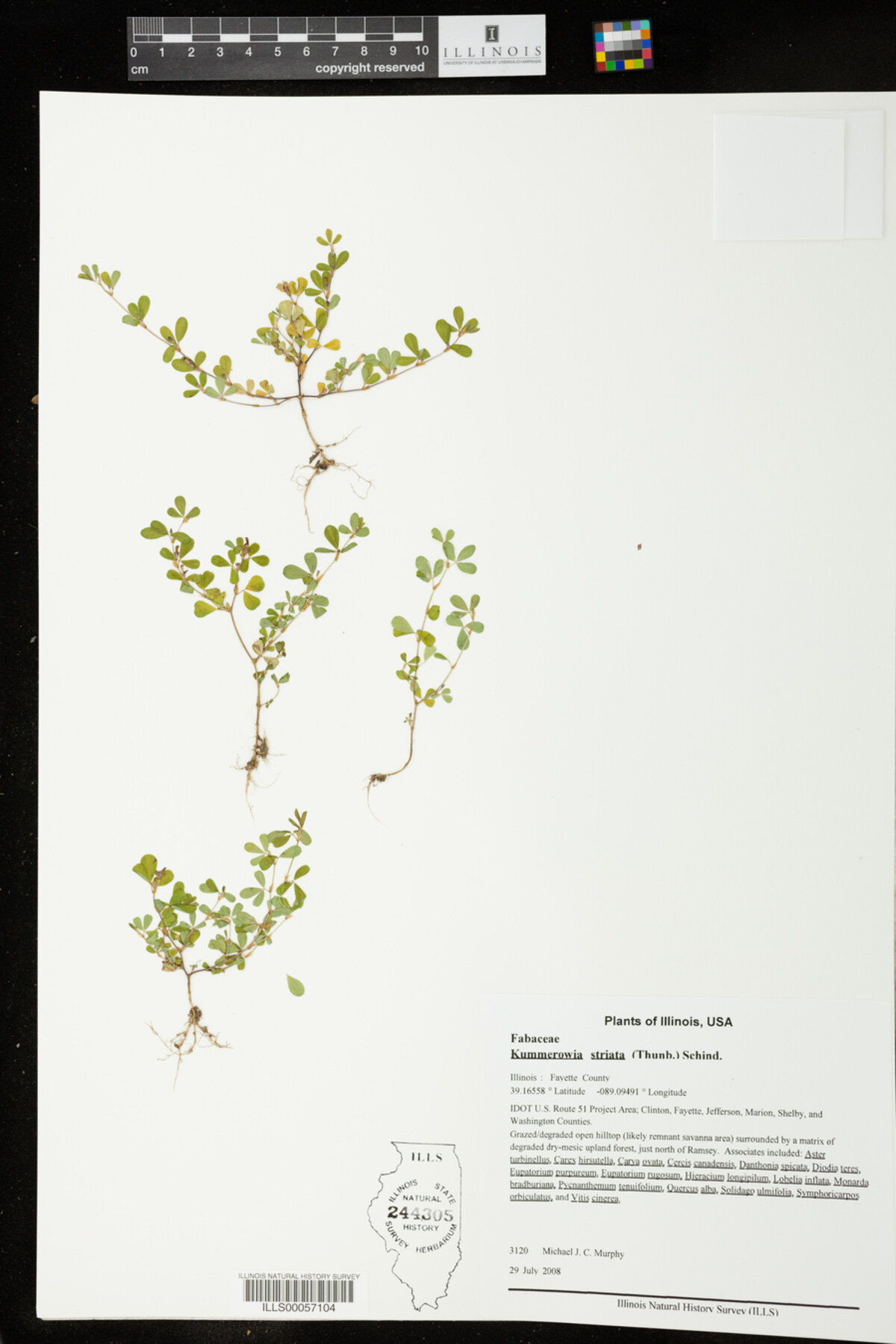 Kummerowia striata image