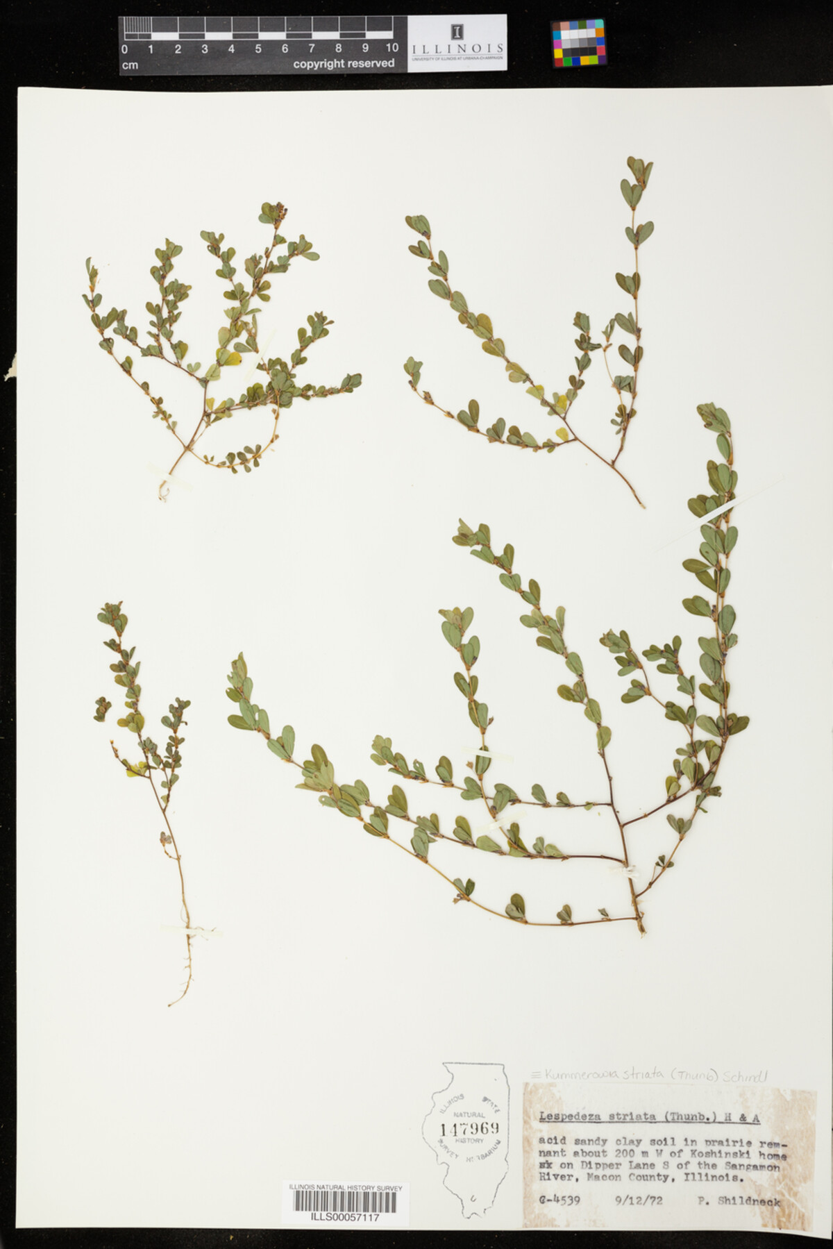 Kummerowia striata image