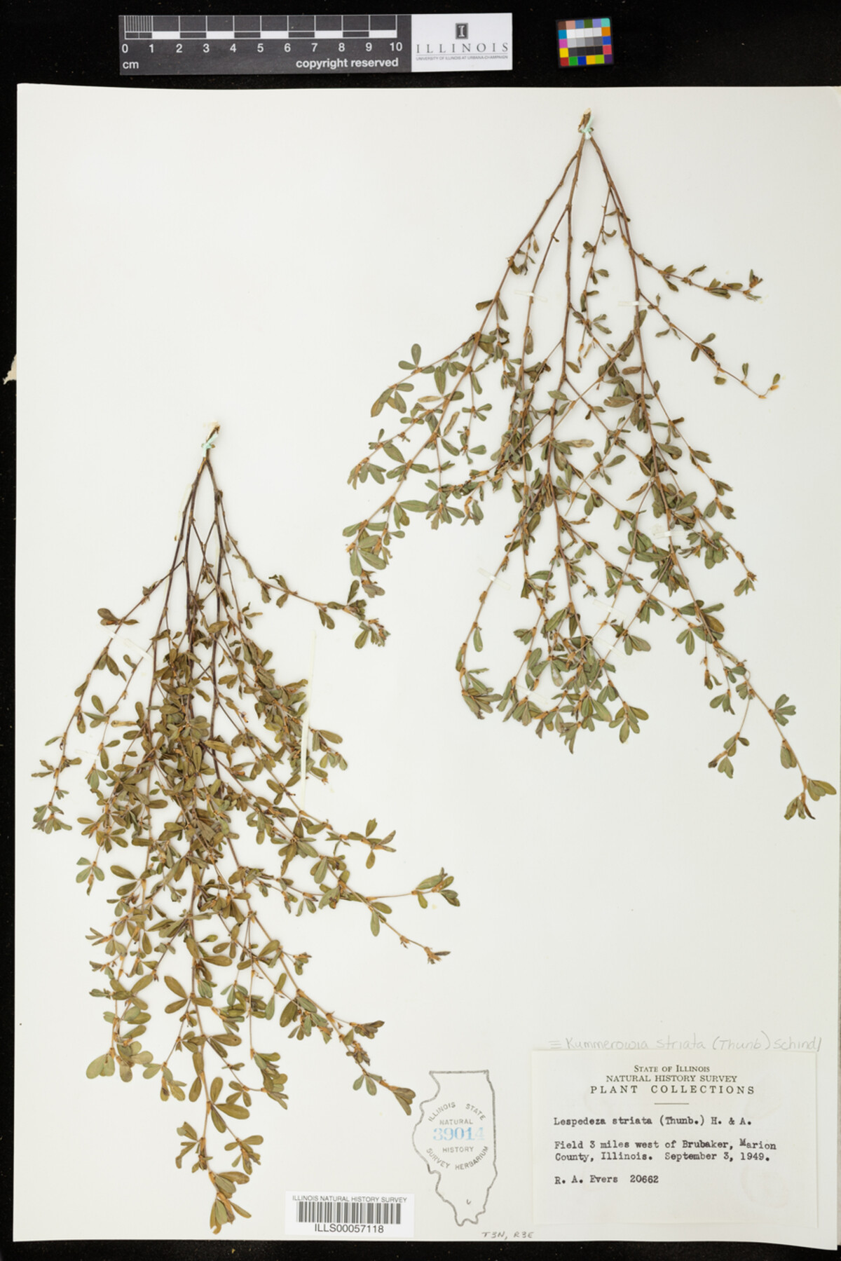 Kummerowia striata image