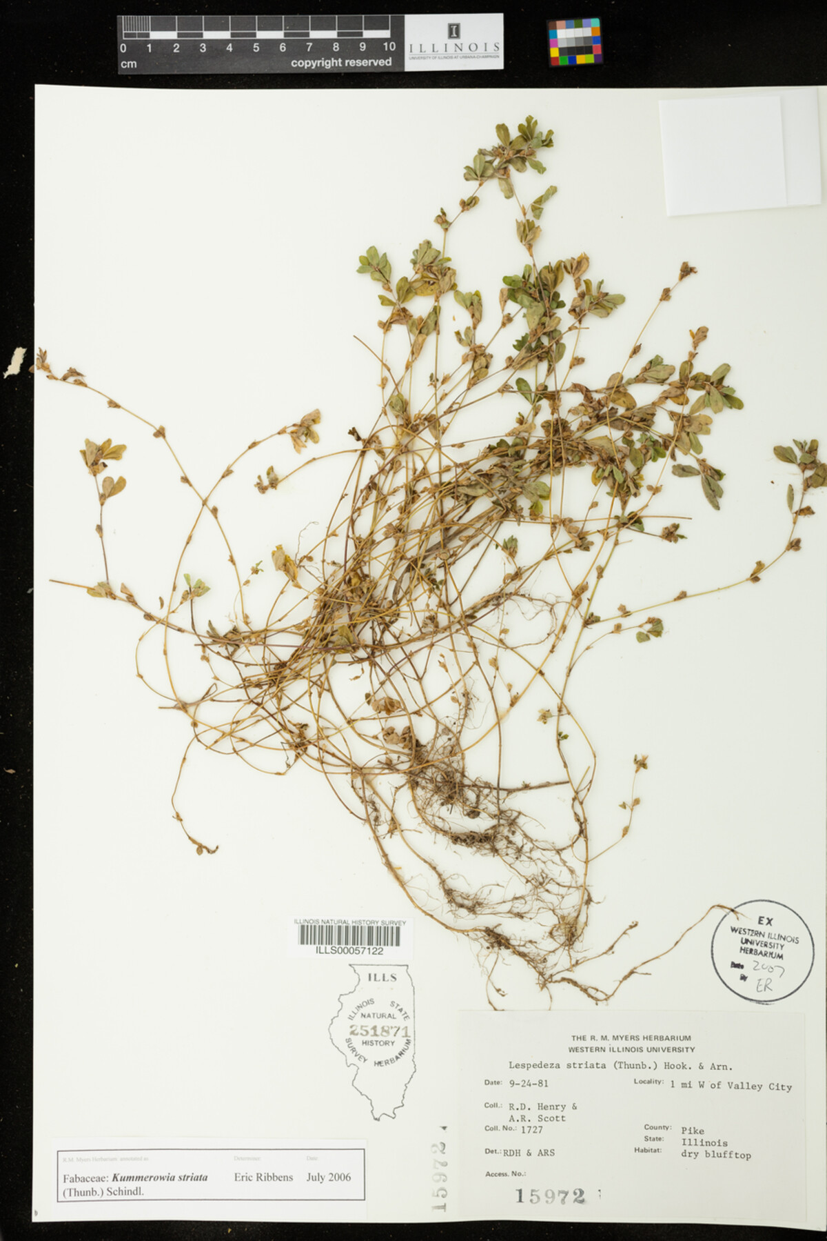 Kummerowia striata image
