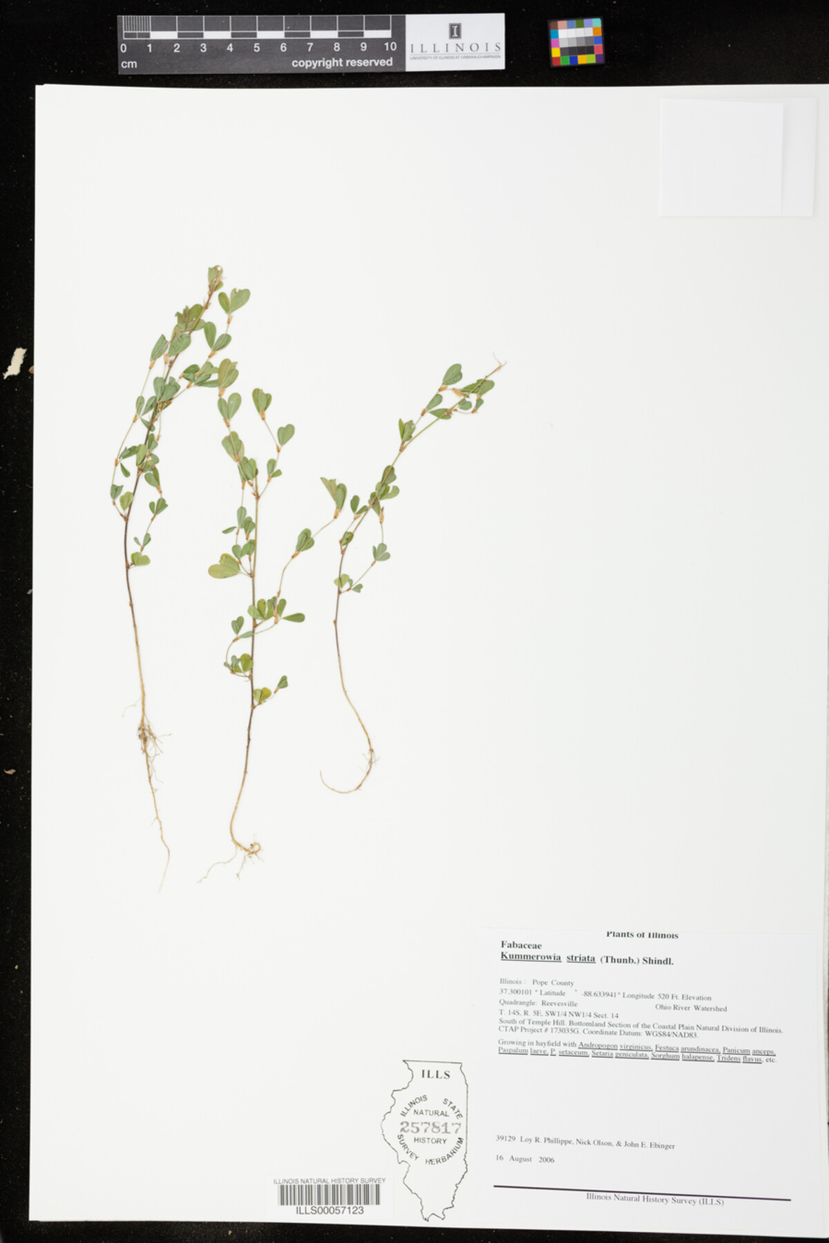 Kummerowia striata image