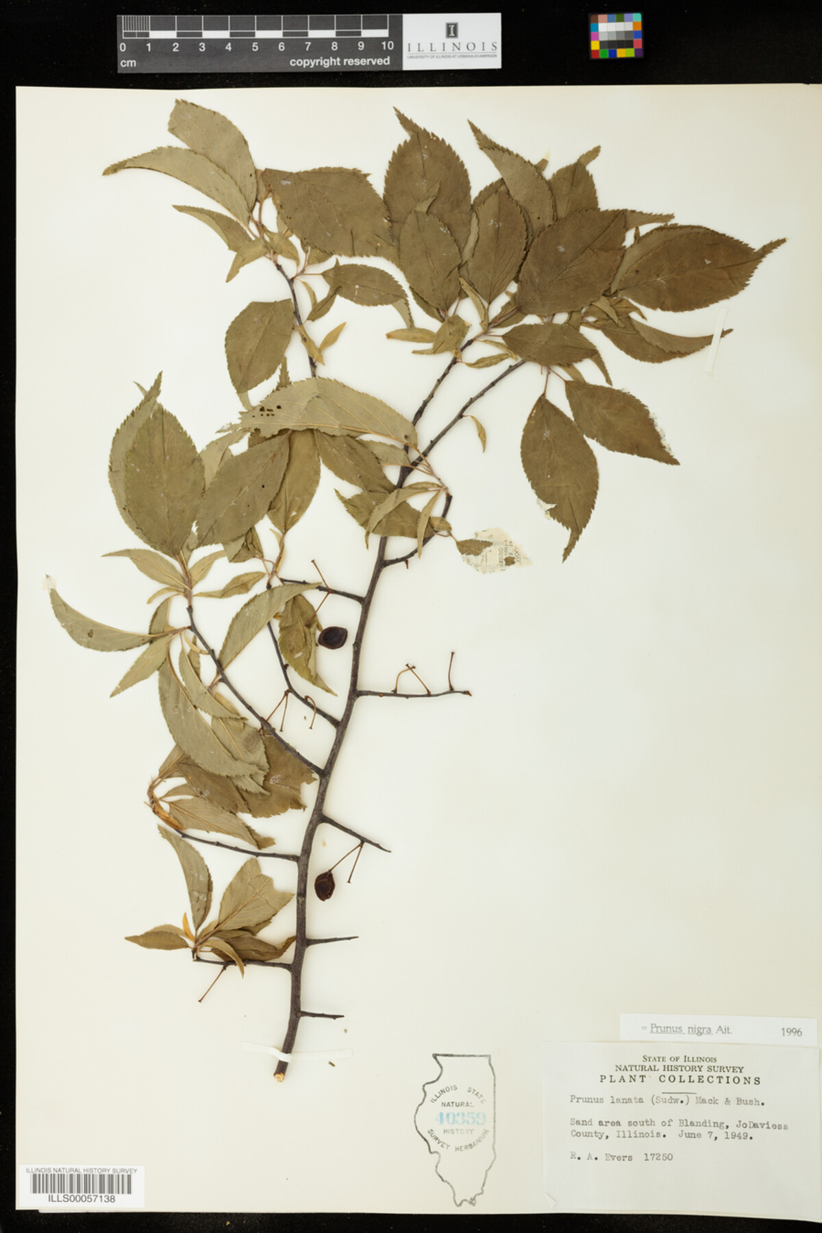 Prunus nigra image