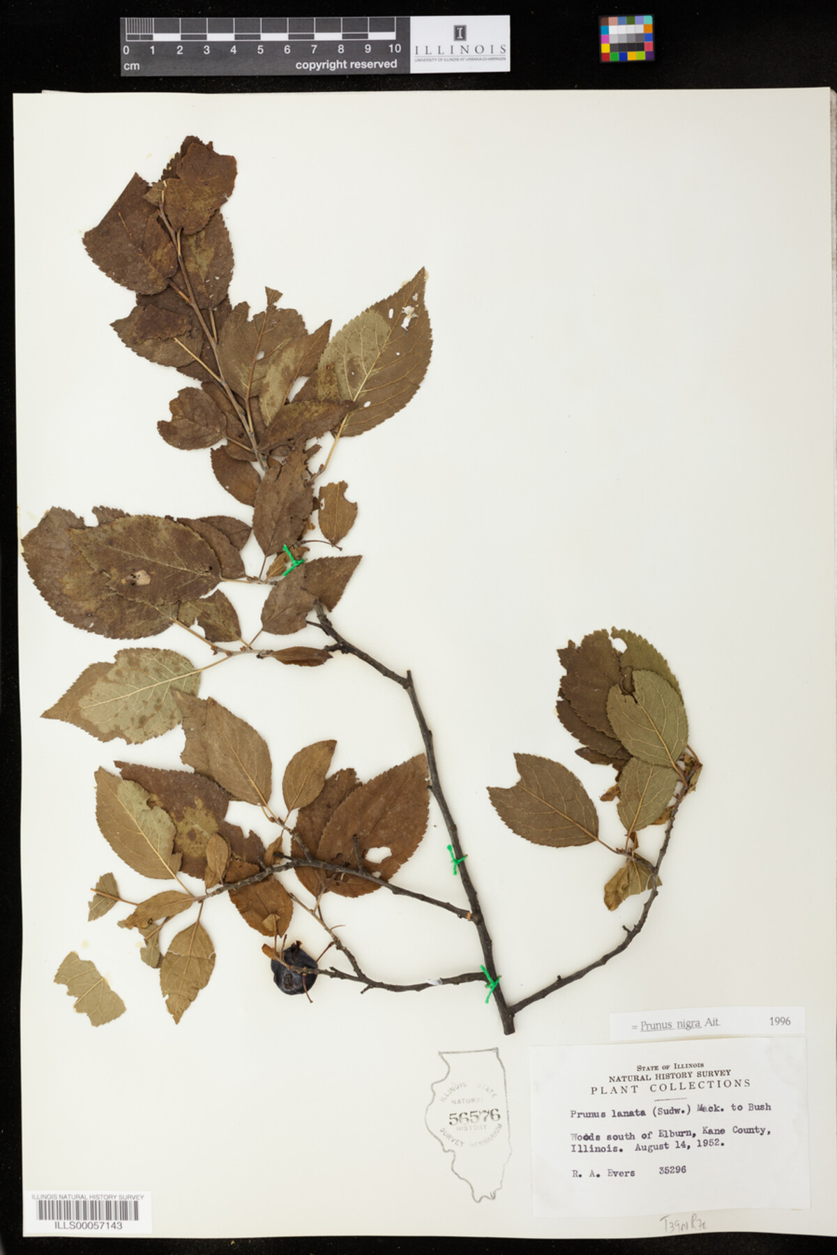 Prunus nigra image