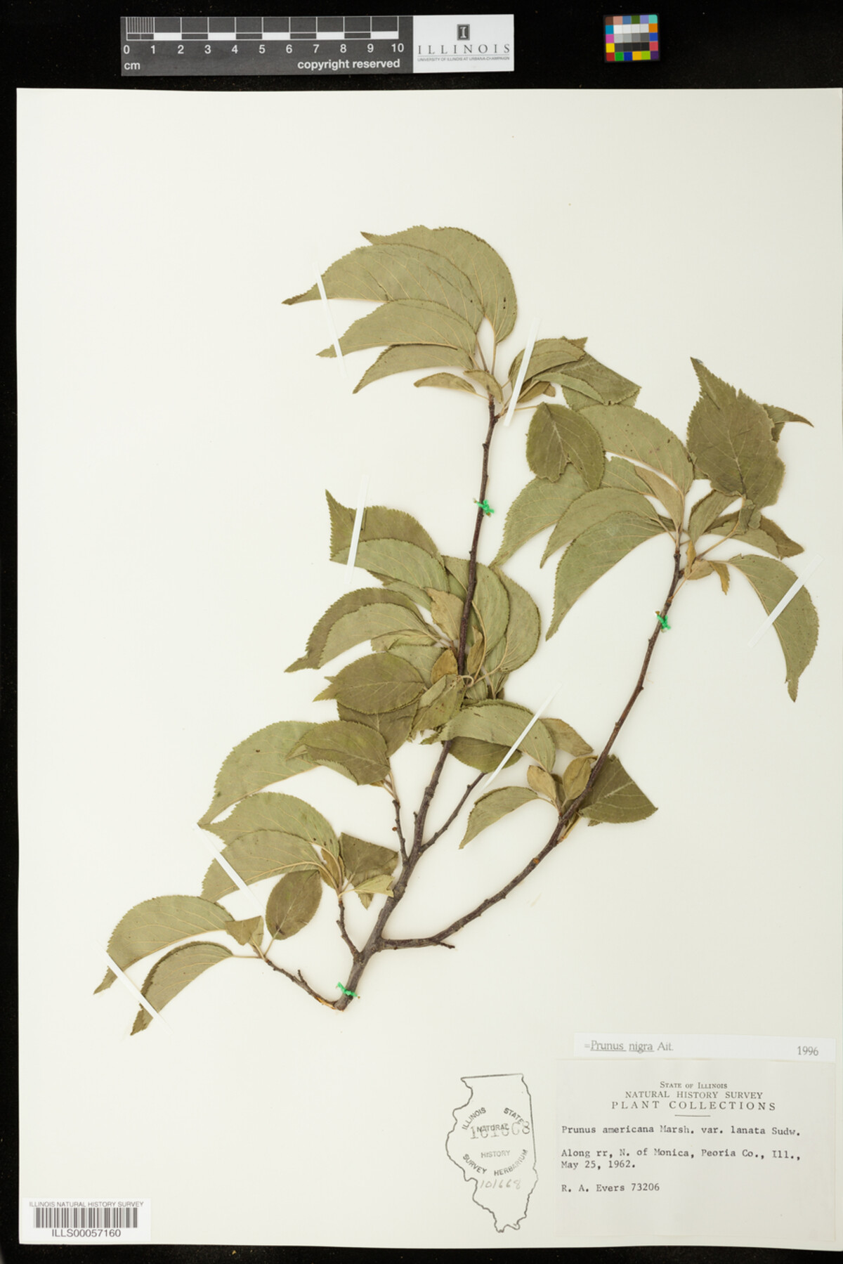 Prunus nigra image