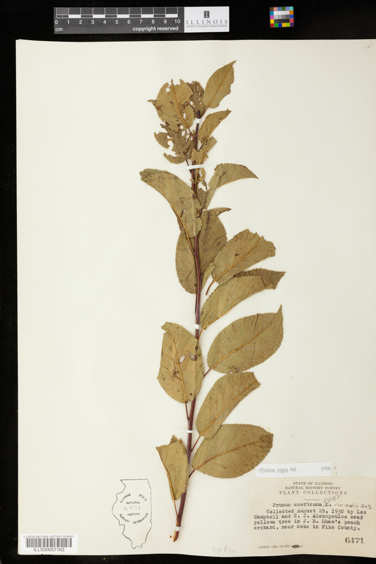 Prunus nigra image