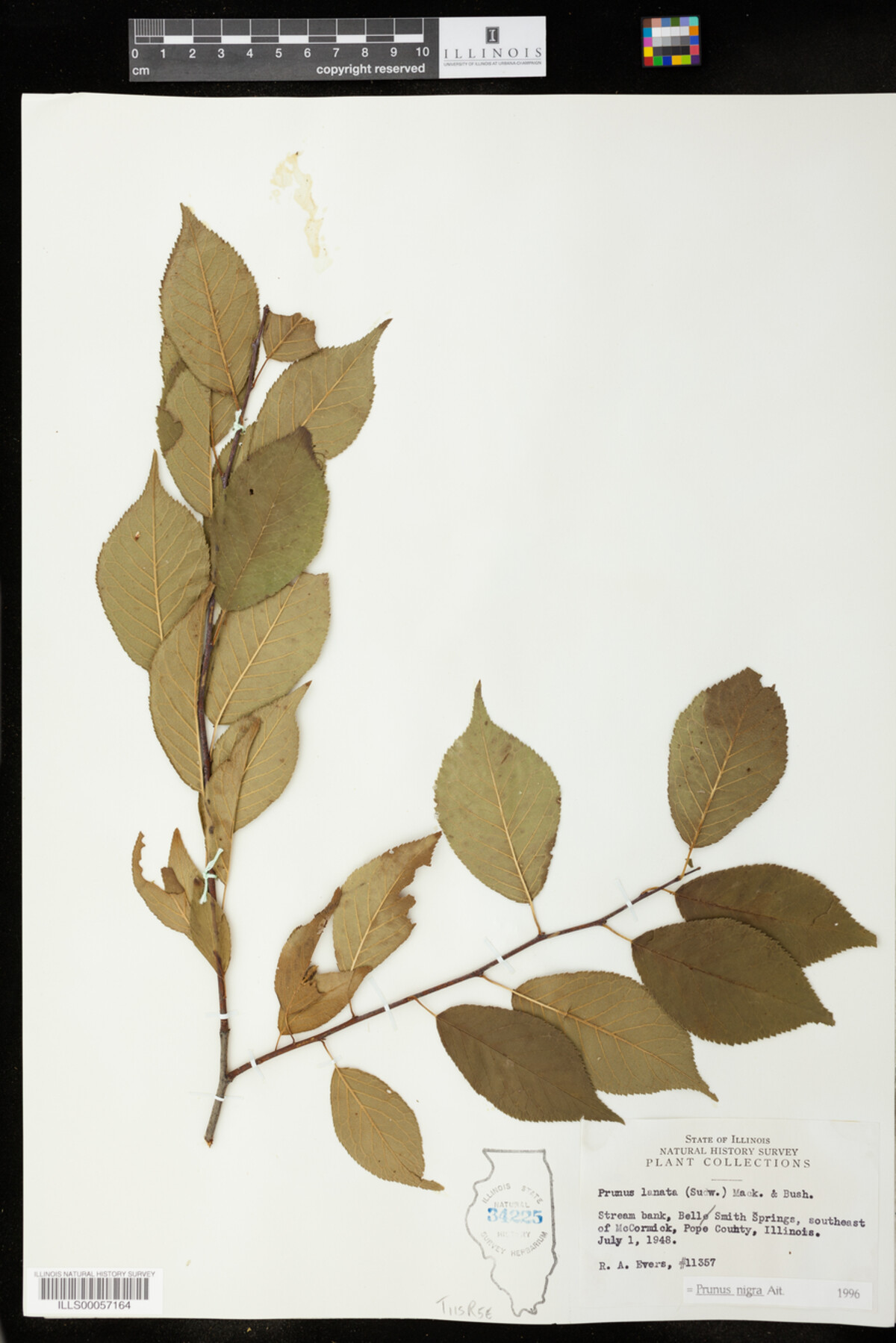 Prunus nigra image