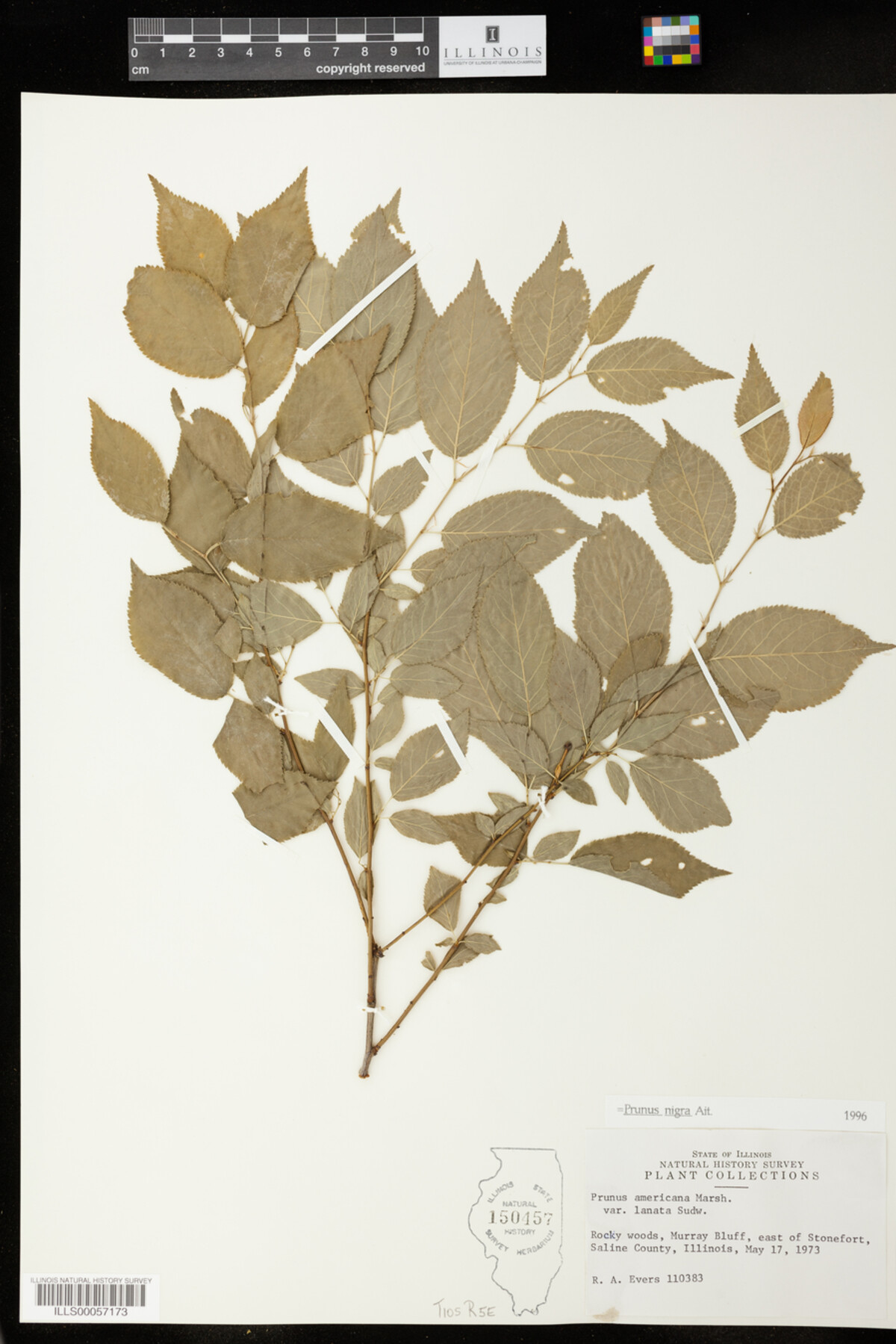 Prunus nigra image