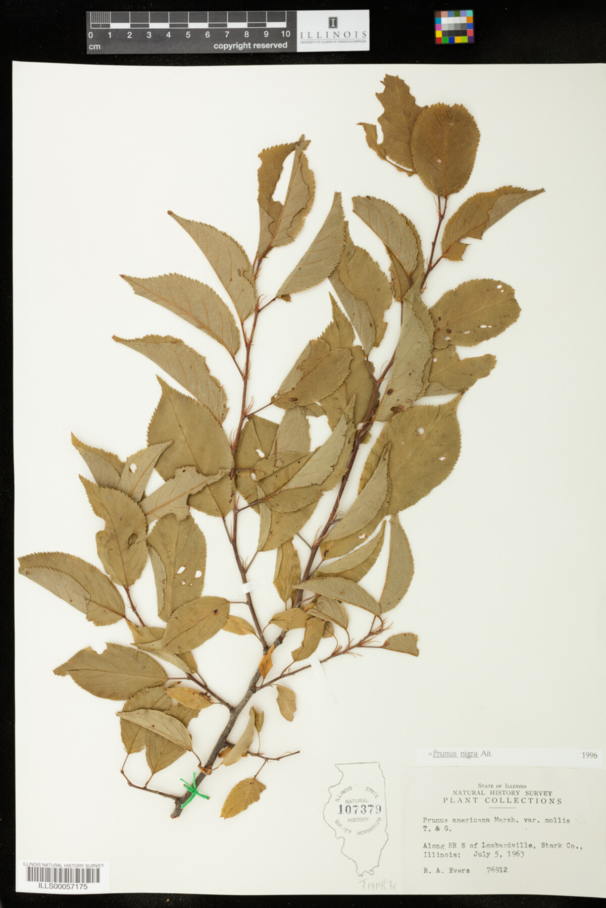 Prunus nigra image