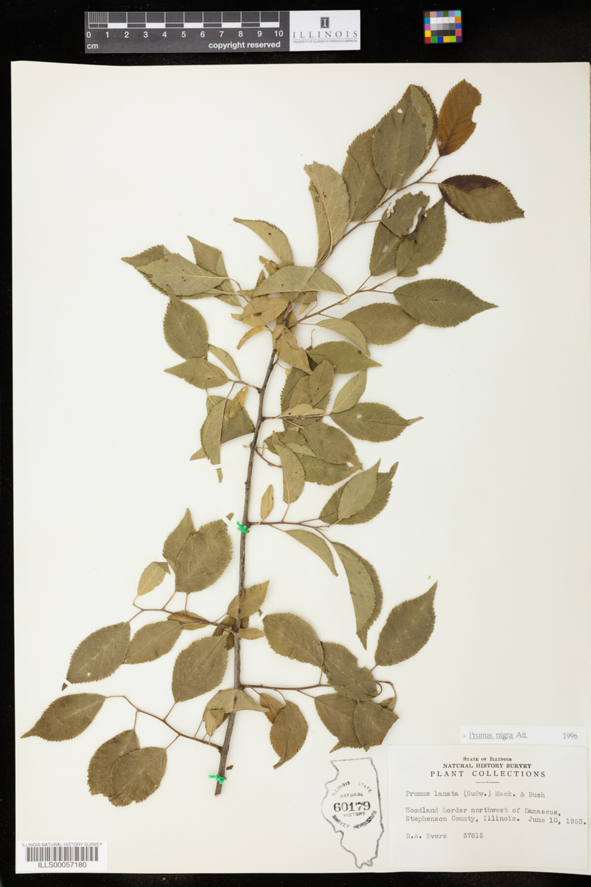 Prunus nigra image