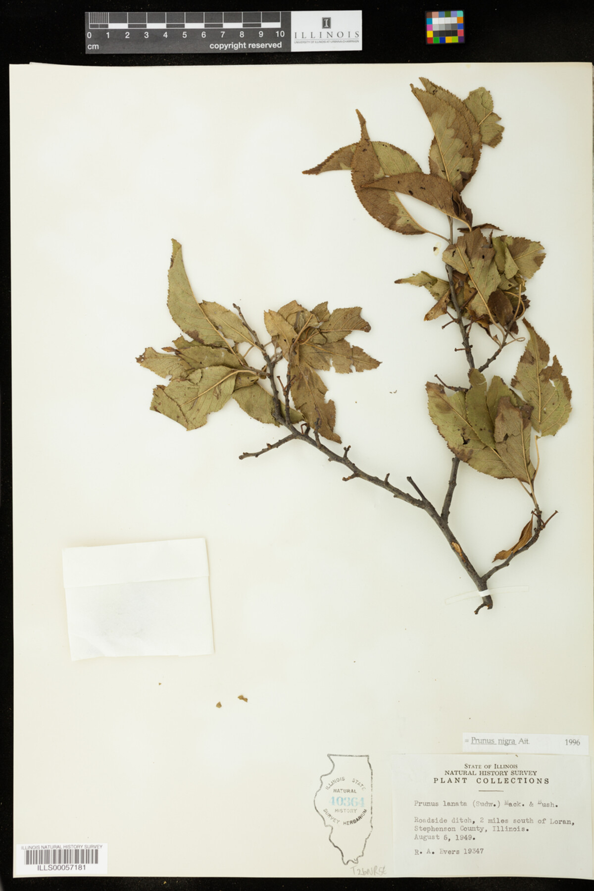Prunus nigra image