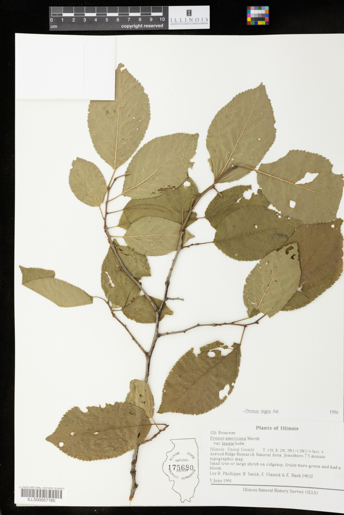 Prunus image