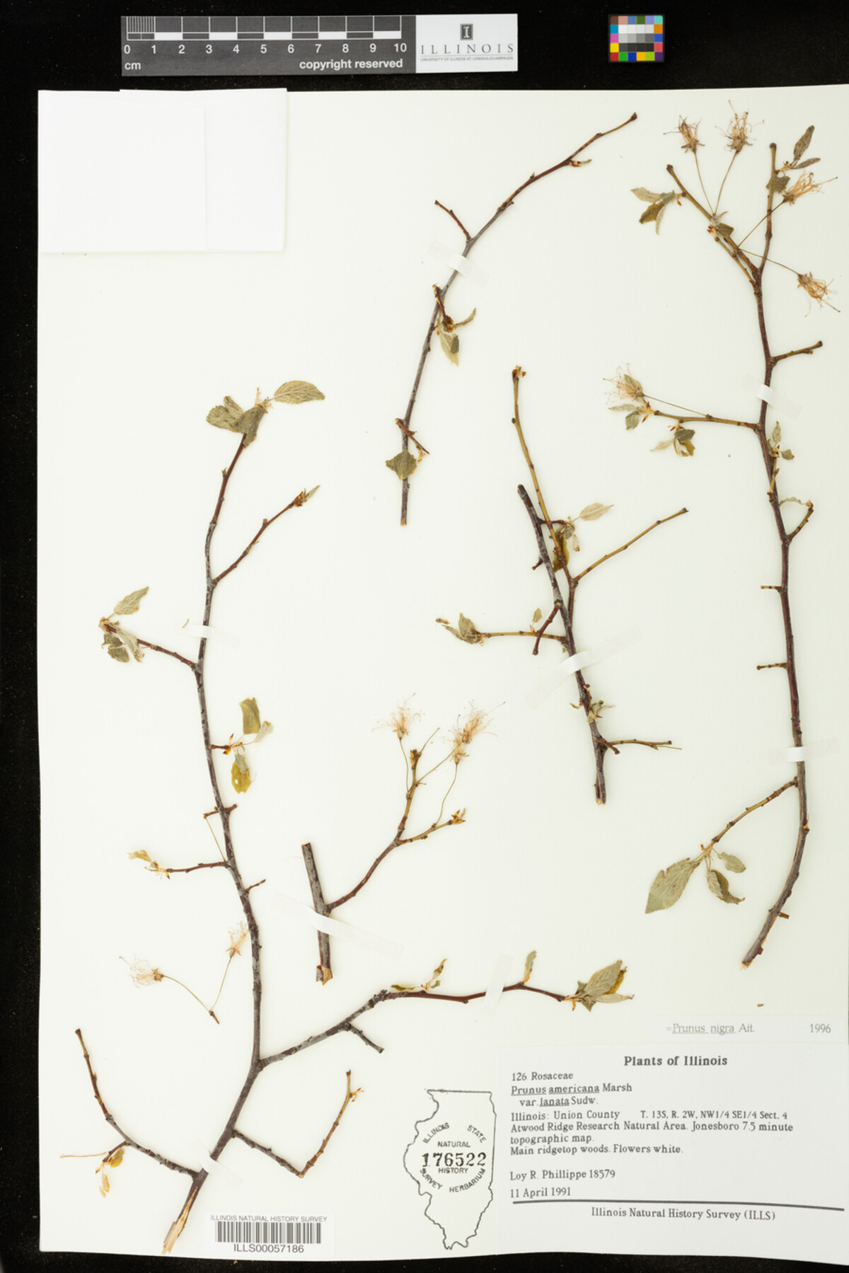 Prunus nigra image