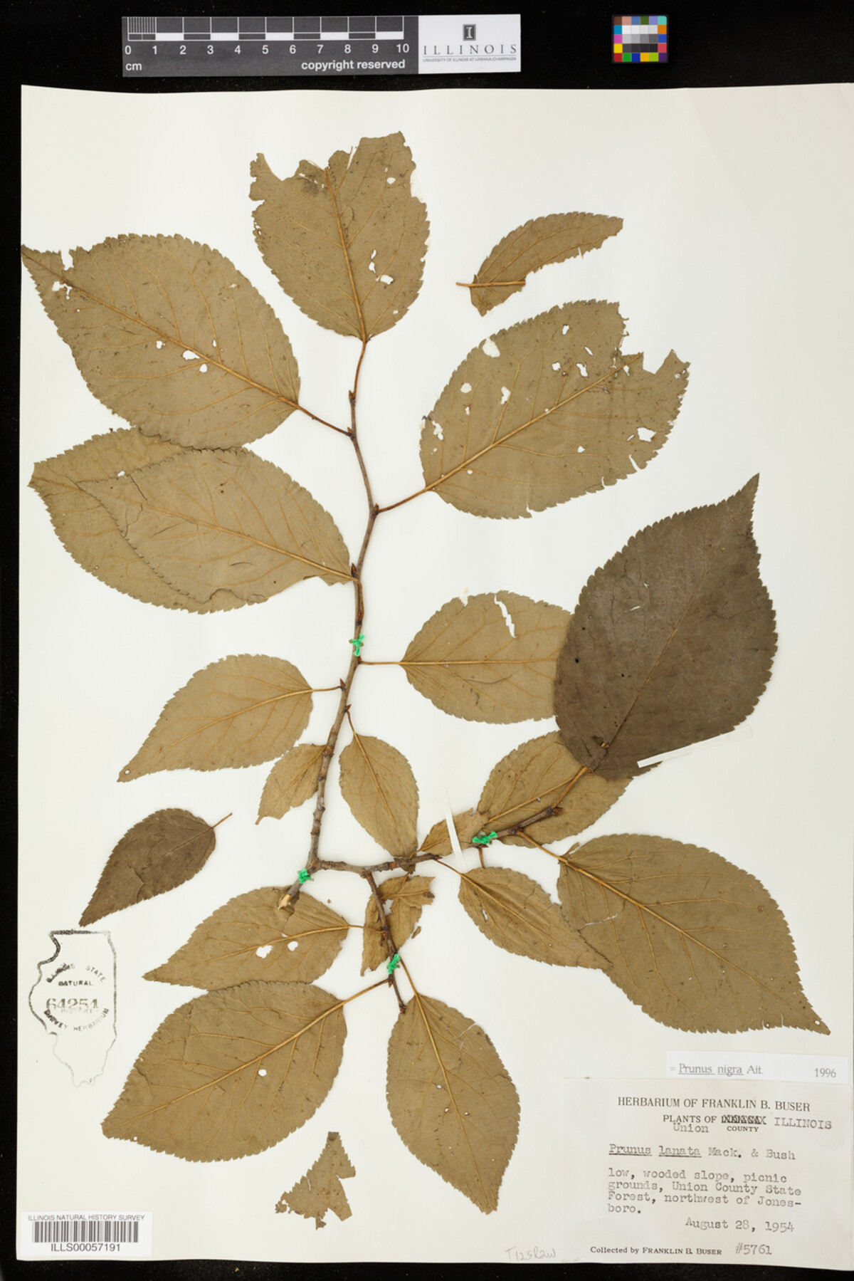 Prunus nigra image