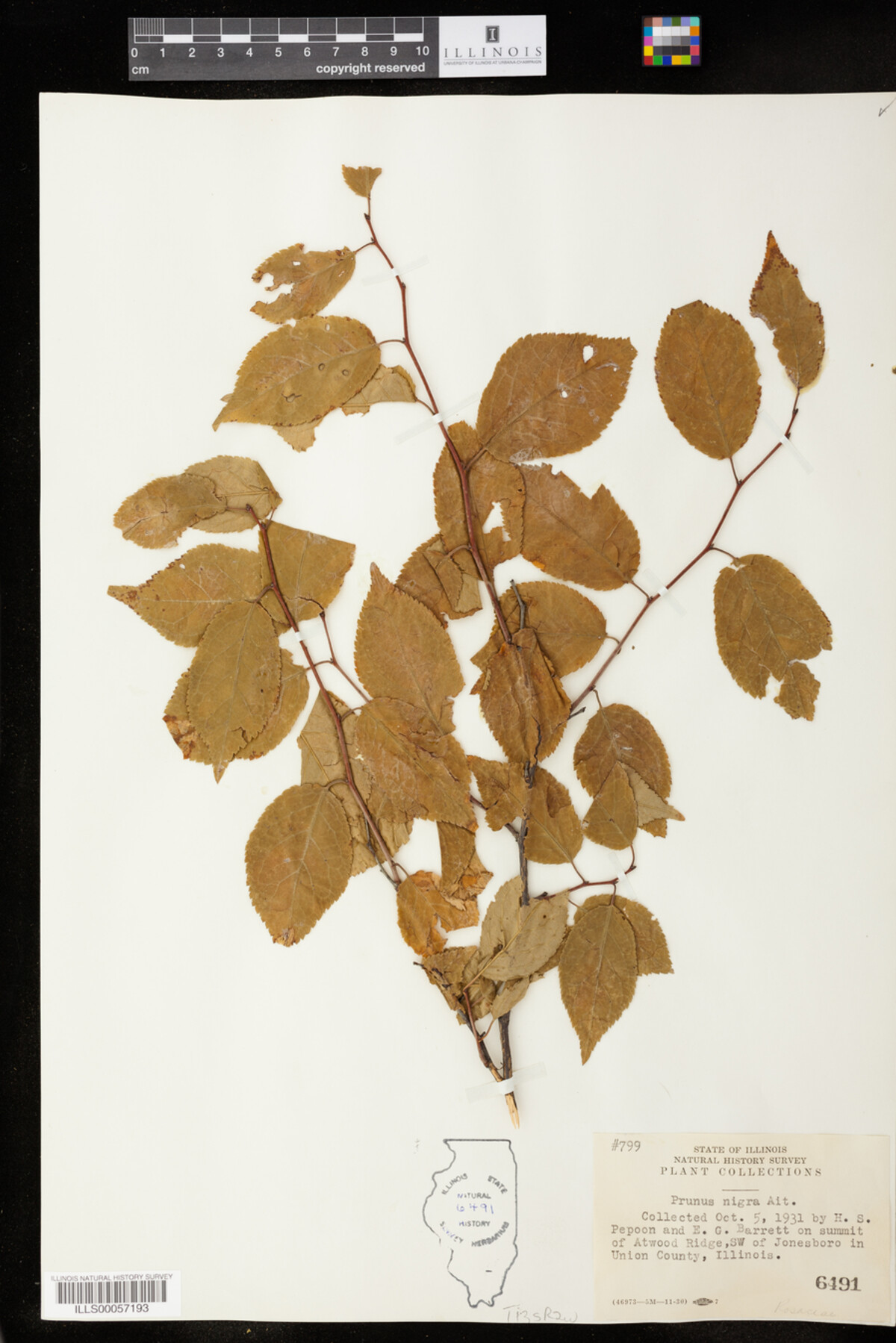 Prunus nigra image