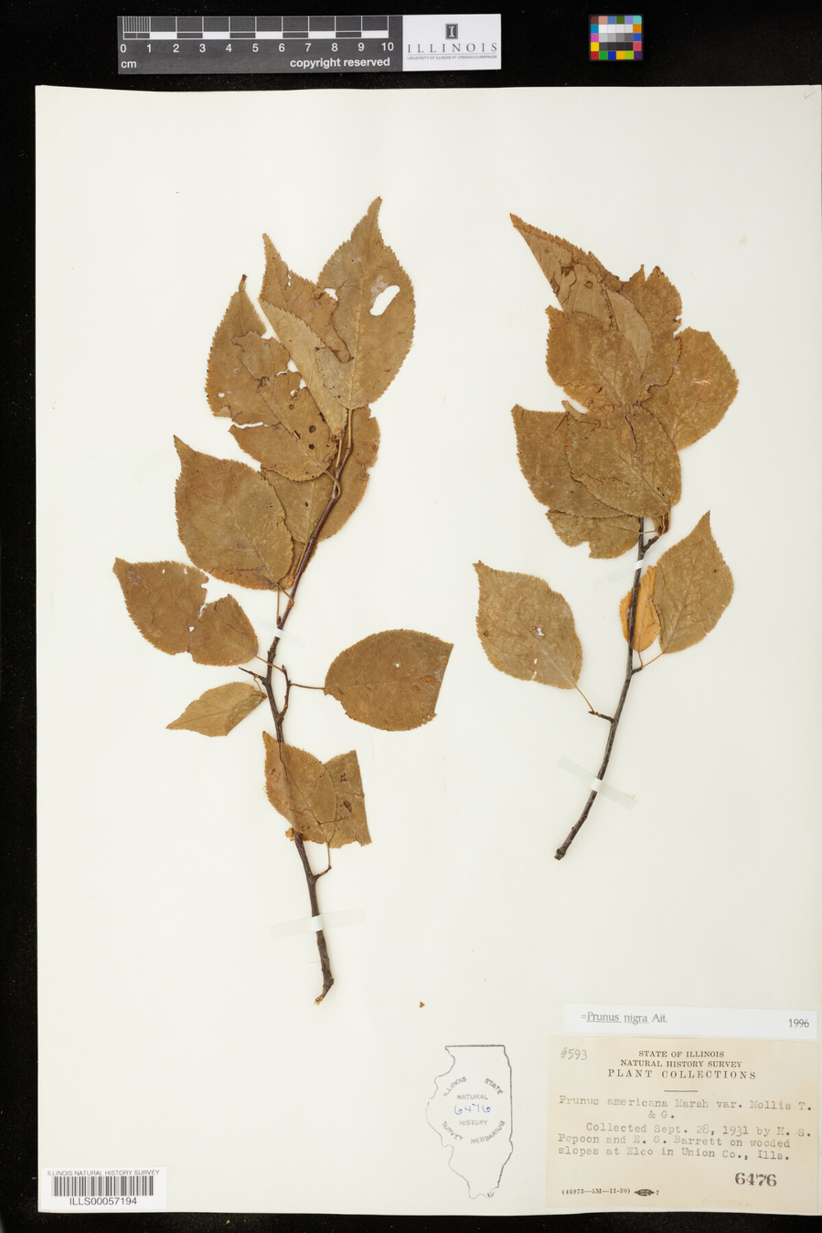 Prunus nigra image