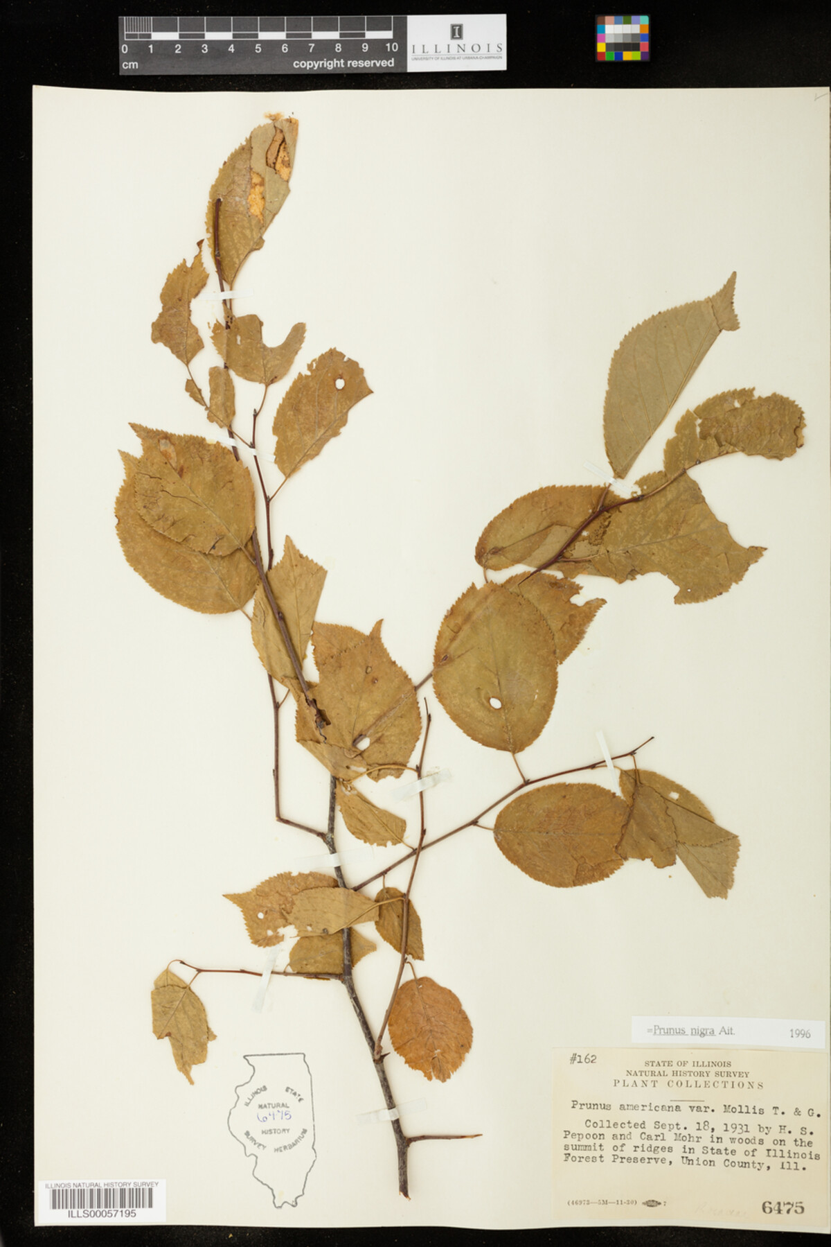 Prunus nigra image