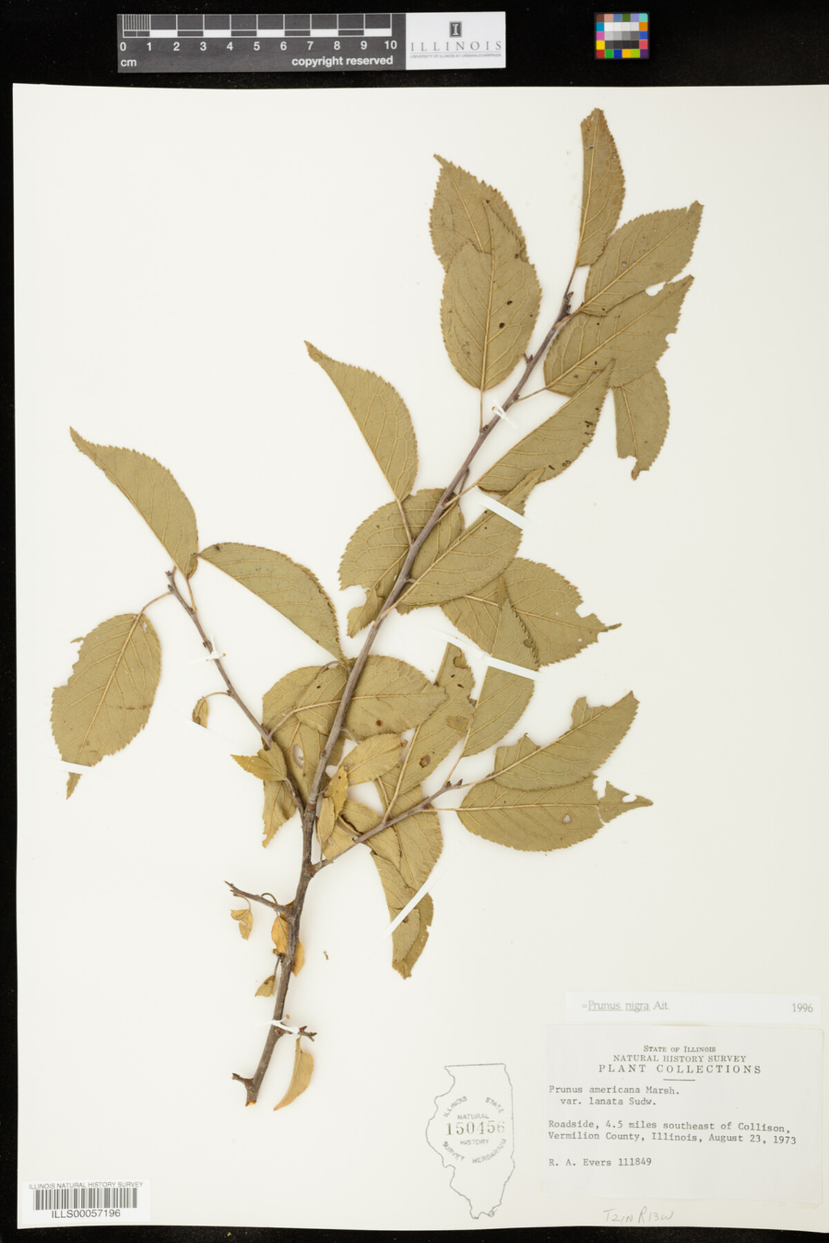 Prunus nigra image