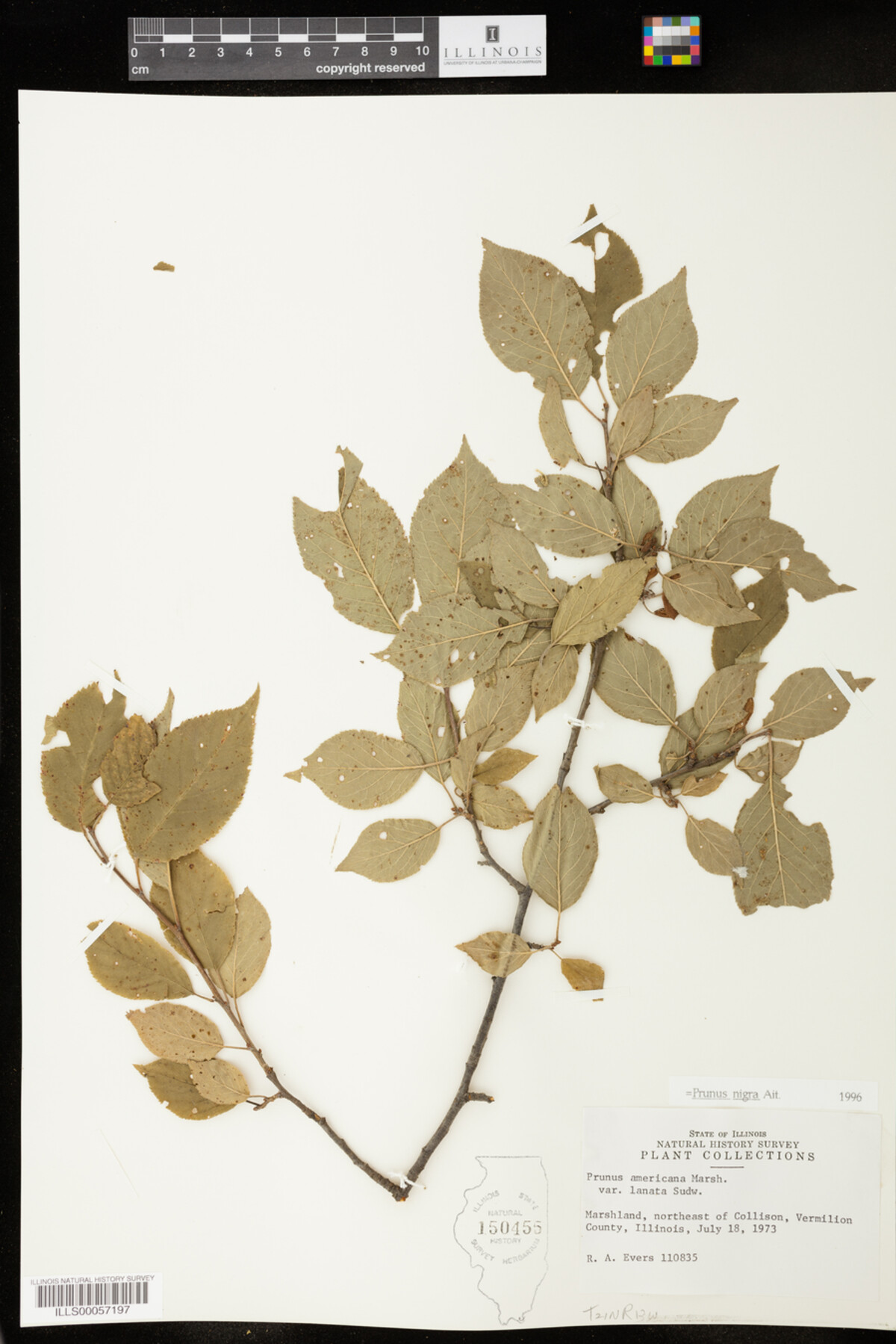 Prunus nigra image