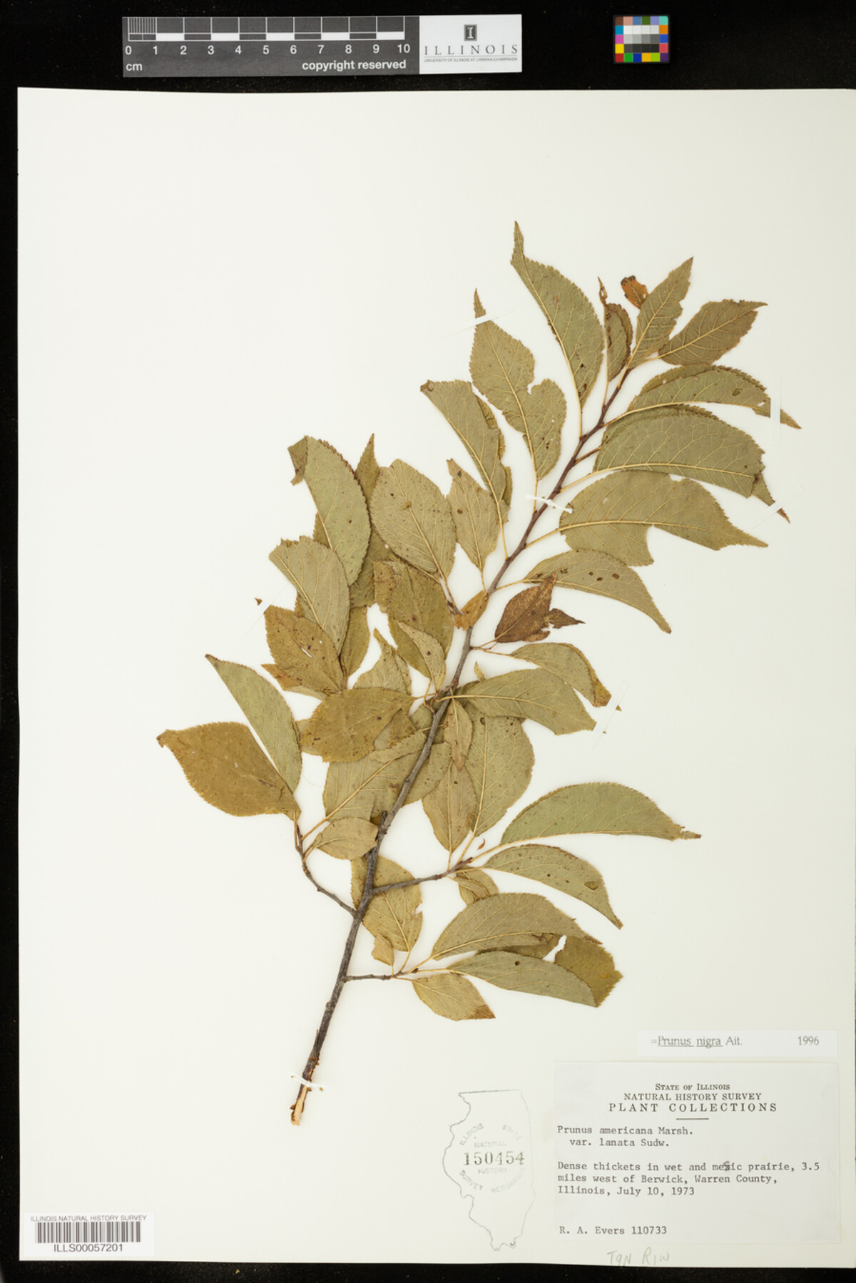 Prunus nigra image